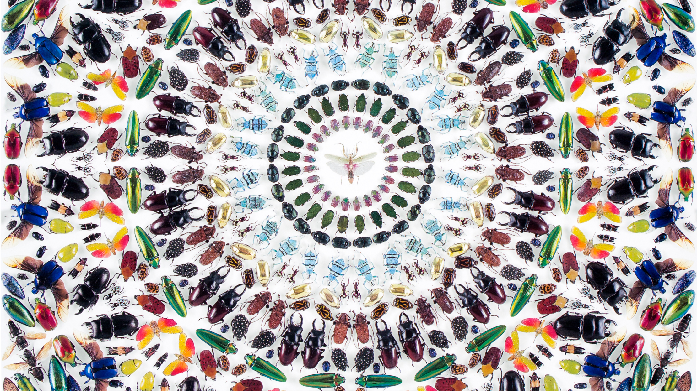 Decorate Your Home With Damien Hirst Wallpaper