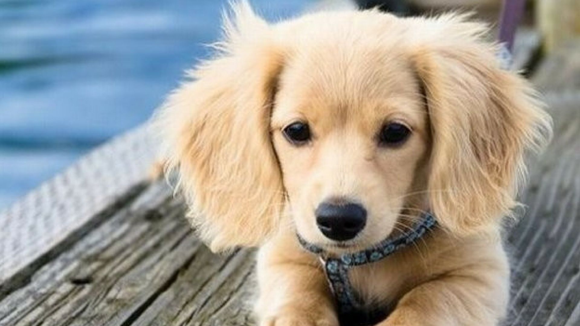 Adorable Aqua Loving Animal Desktop Wallpaper Swim School