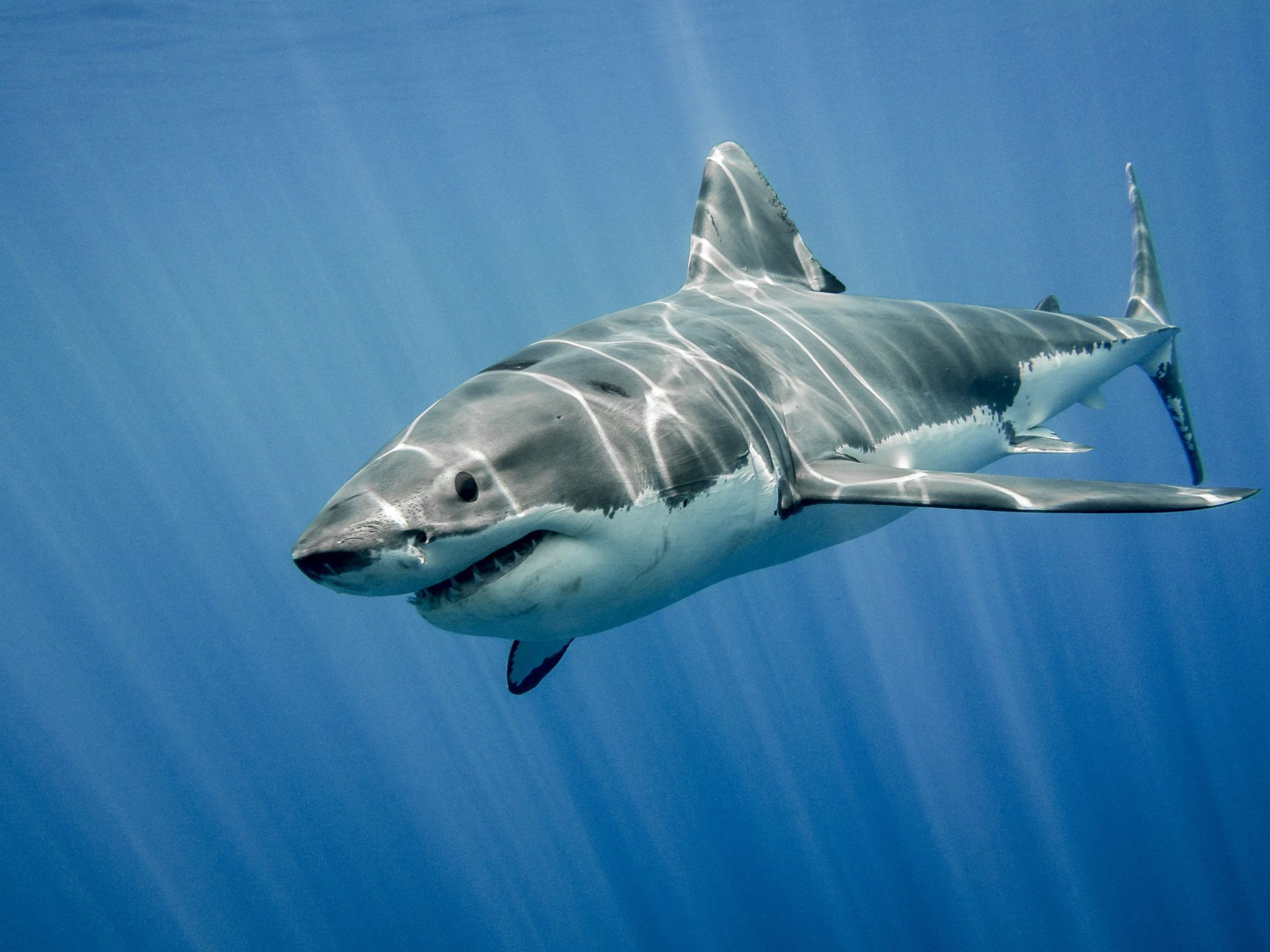 great white shark wallpaper hd