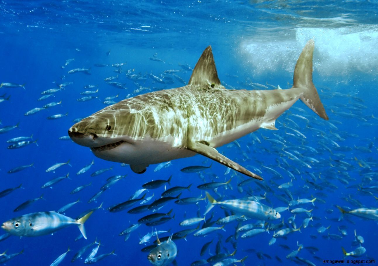 Great White Shark Wallpaper