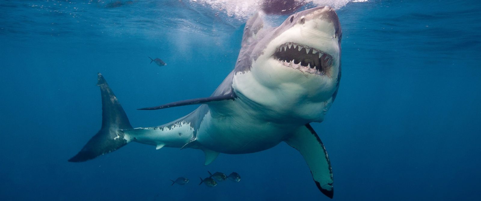 Great White Shark Wallpaper Widescreen