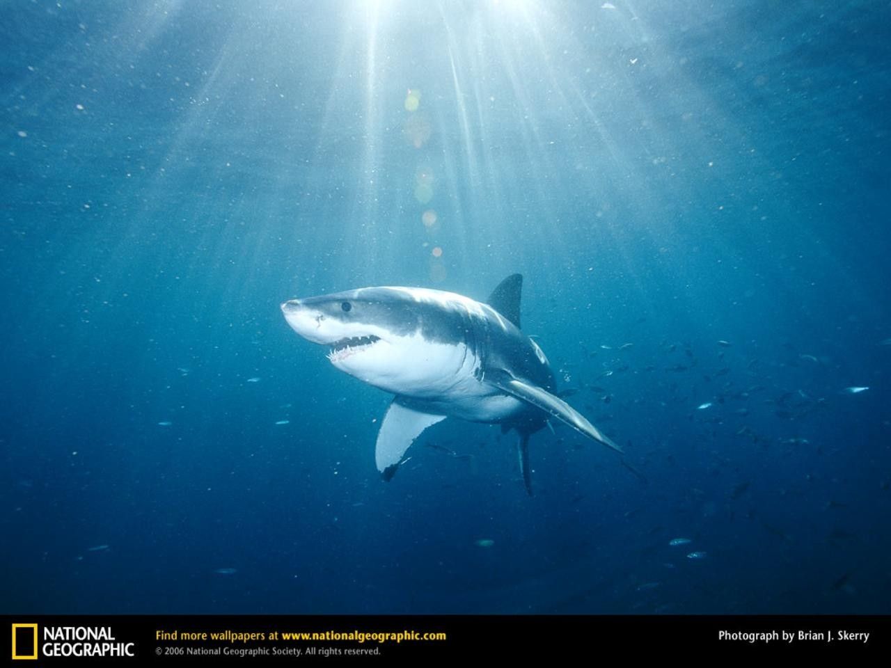animals national geographic sharks great white shark white shark