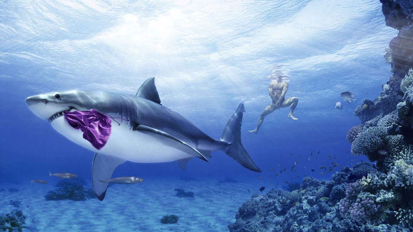 Funny Great White Shark Wallpaper