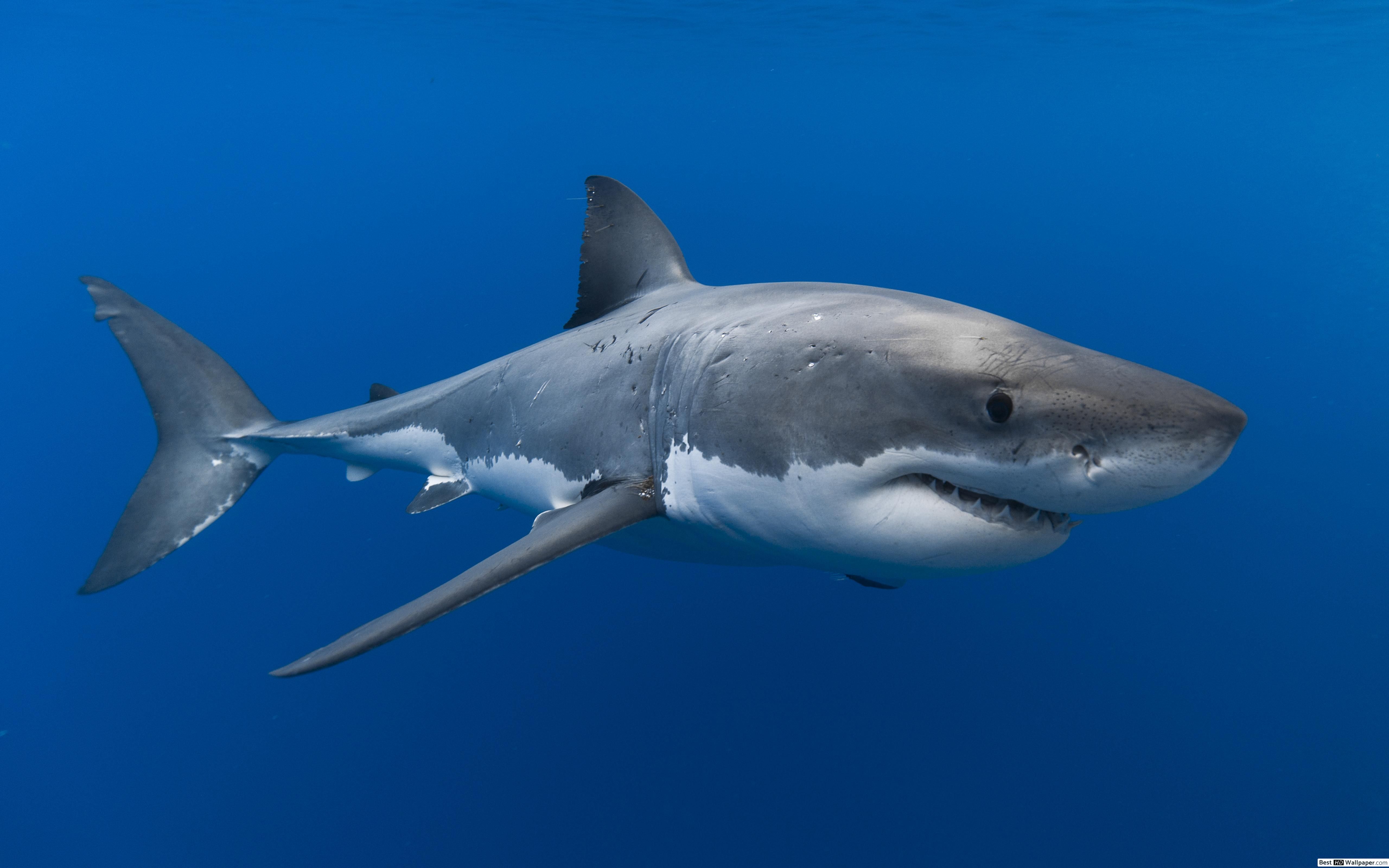 White Shark HD wallpaper download