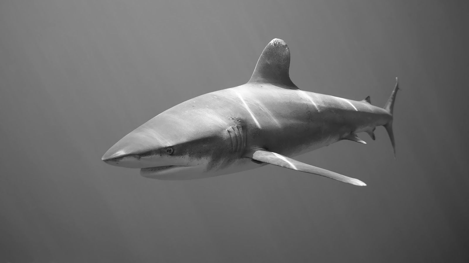Shark black and white black and white wallpaper with shark HD