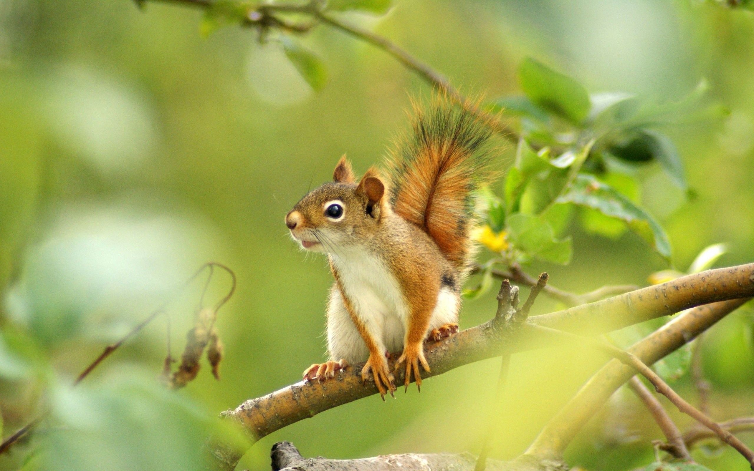 Squirrel Wallpaper