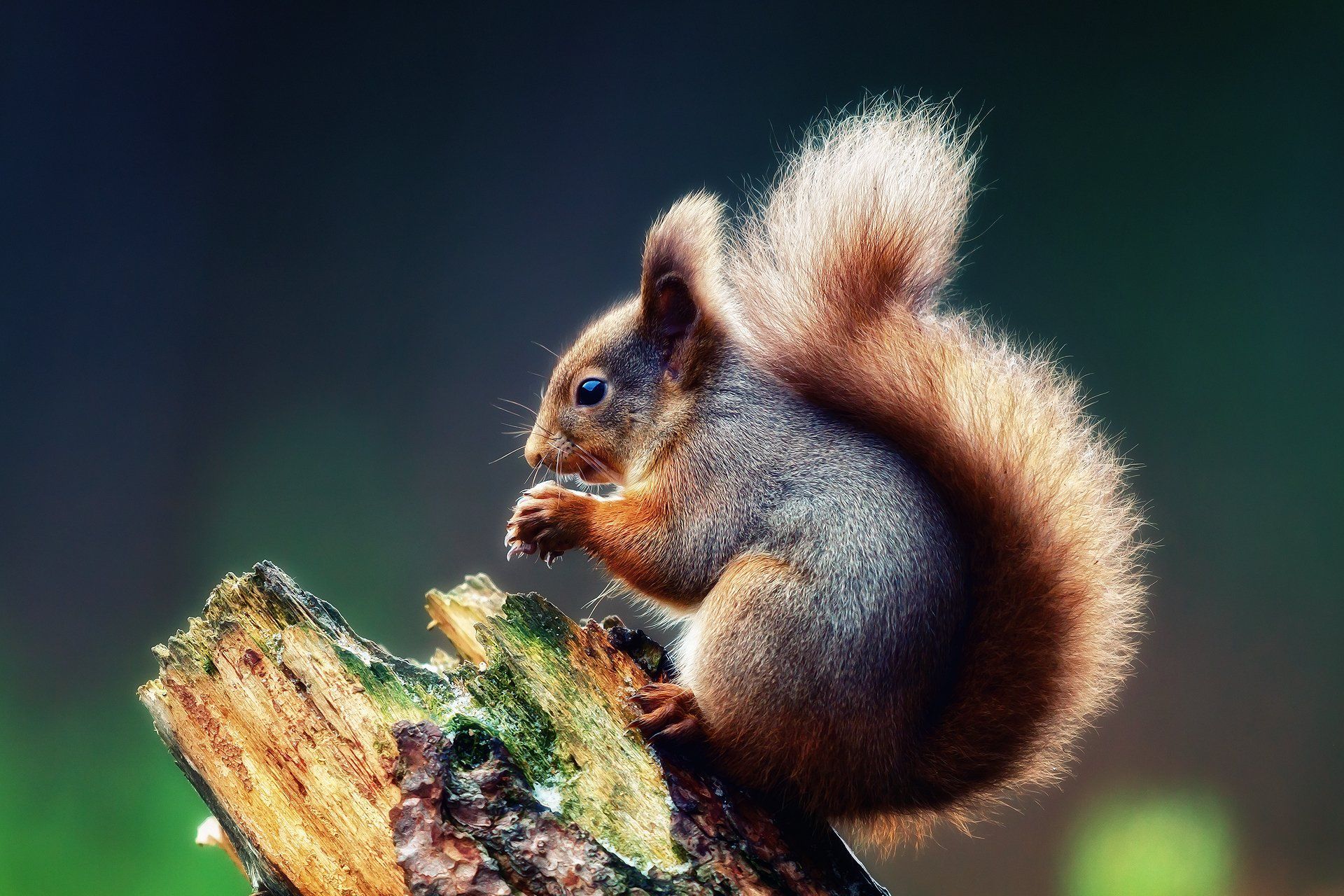 Squirrel HD Wallpaper