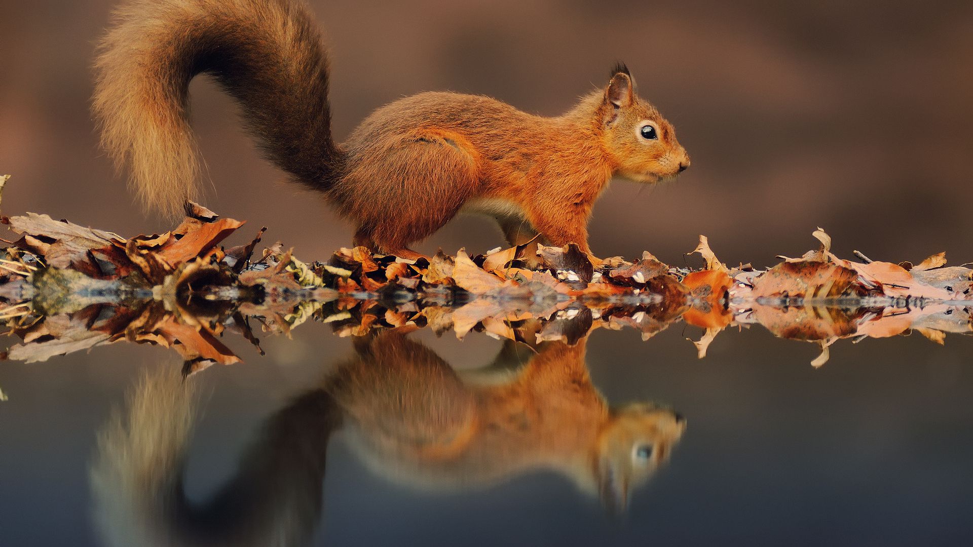 HD Squirrel Wallpaper and Photo. View Full HD Wallpaper