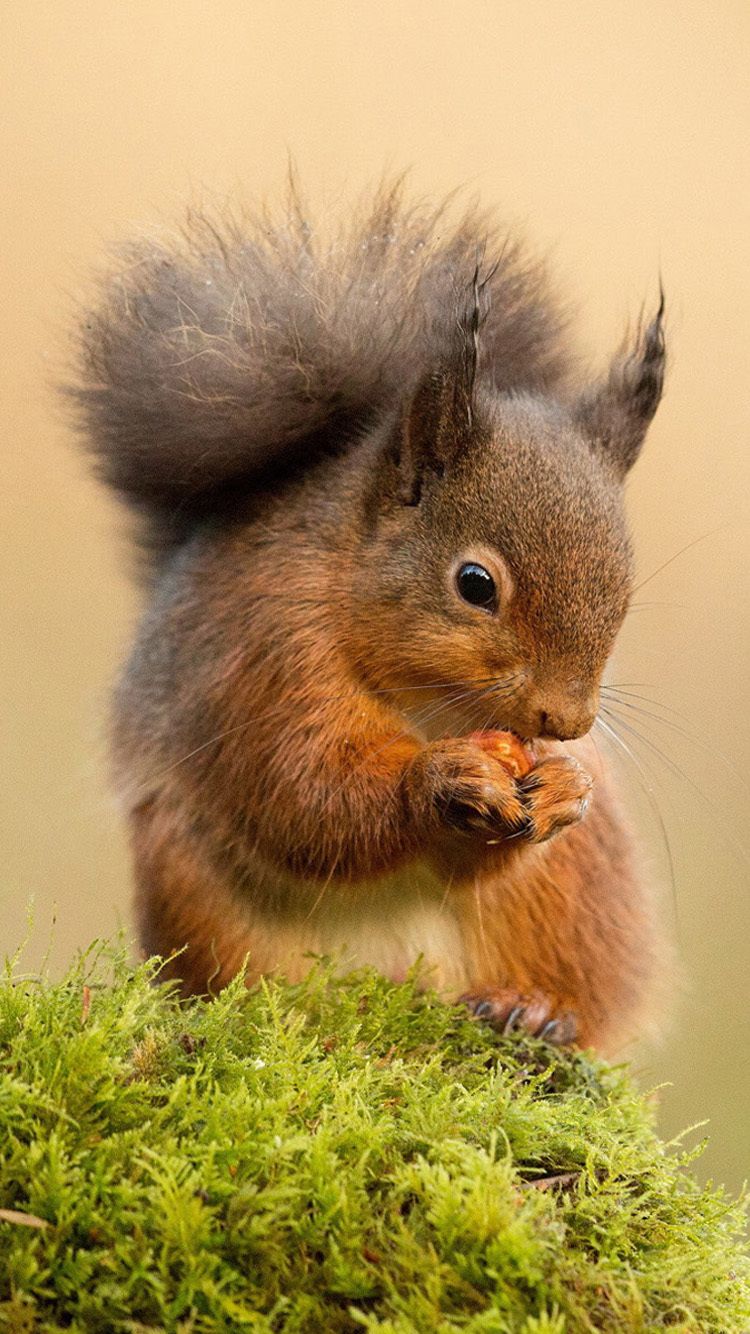Squirrel iPhone HD Wallpaper