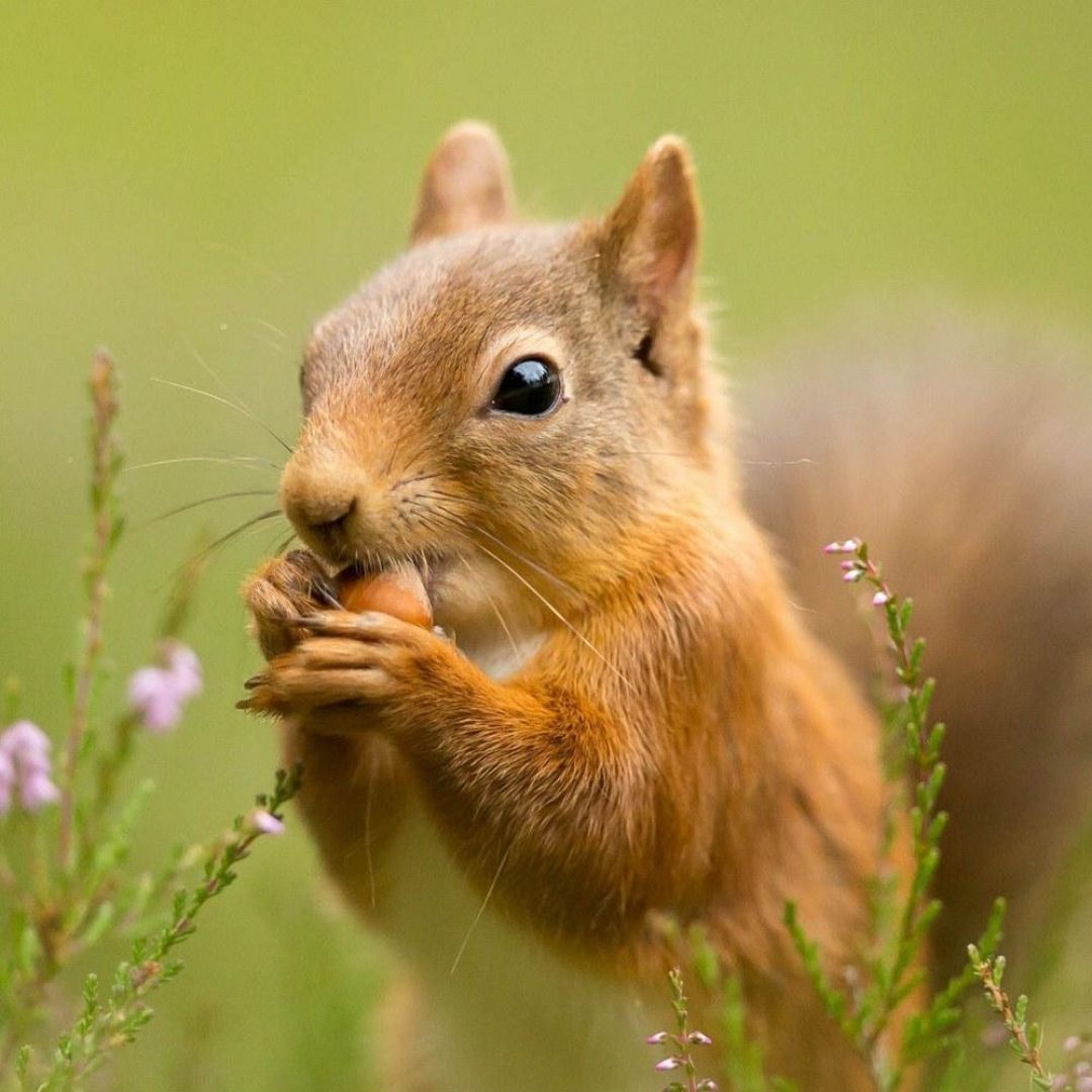 Squirrel, iPhone, Desktop HD Background