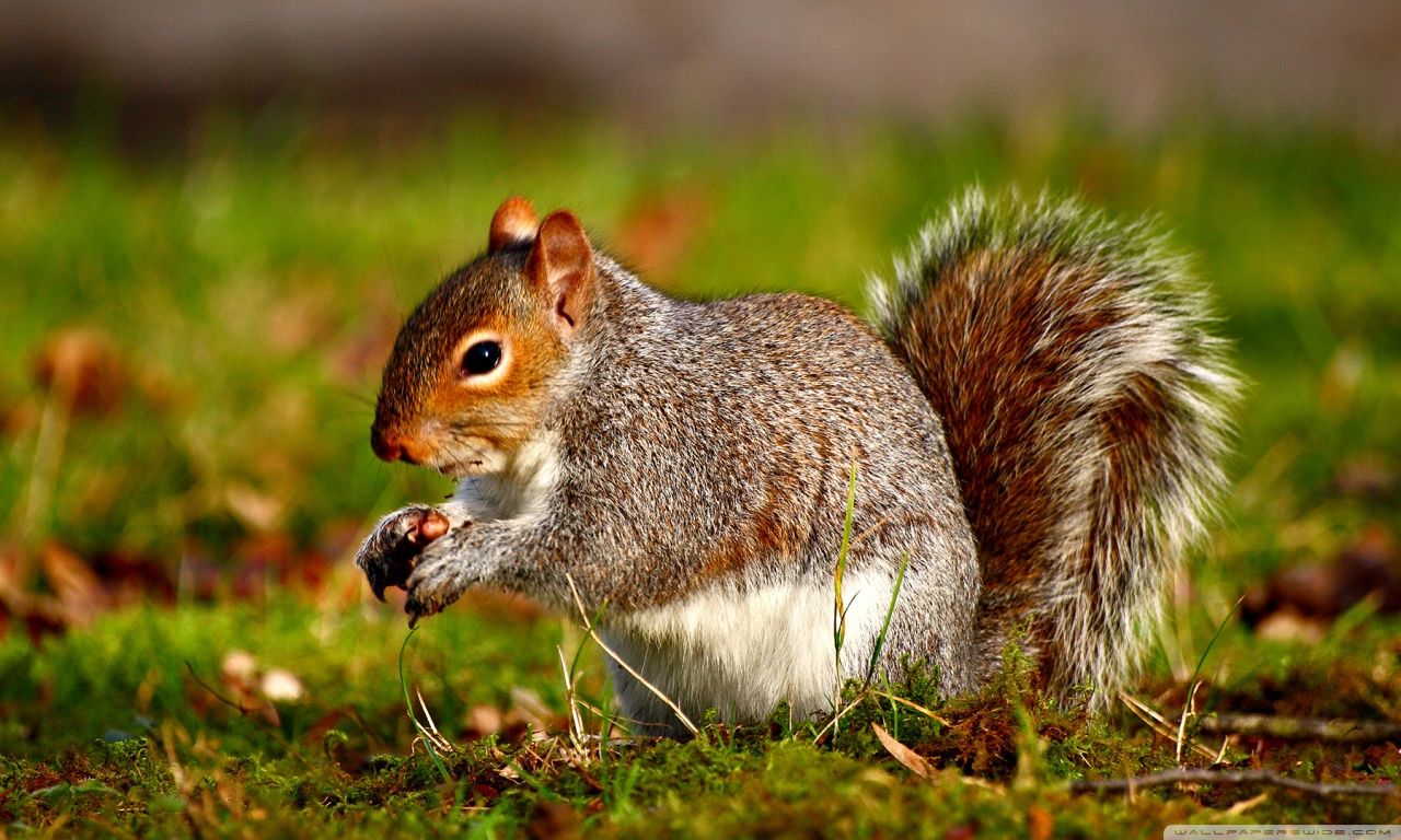 Squirrel HD Wallpapers - Wallpaper Cave