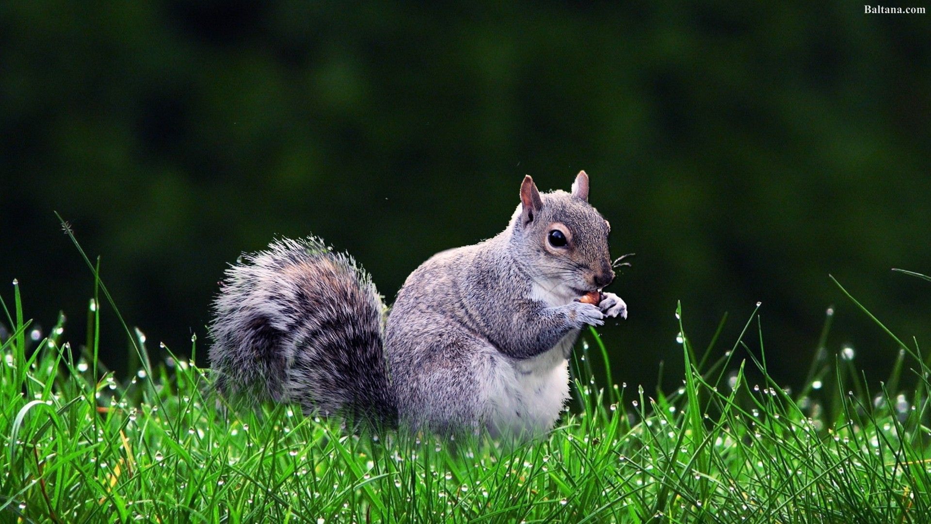 Squirrel Best HD Wallpaper 31924