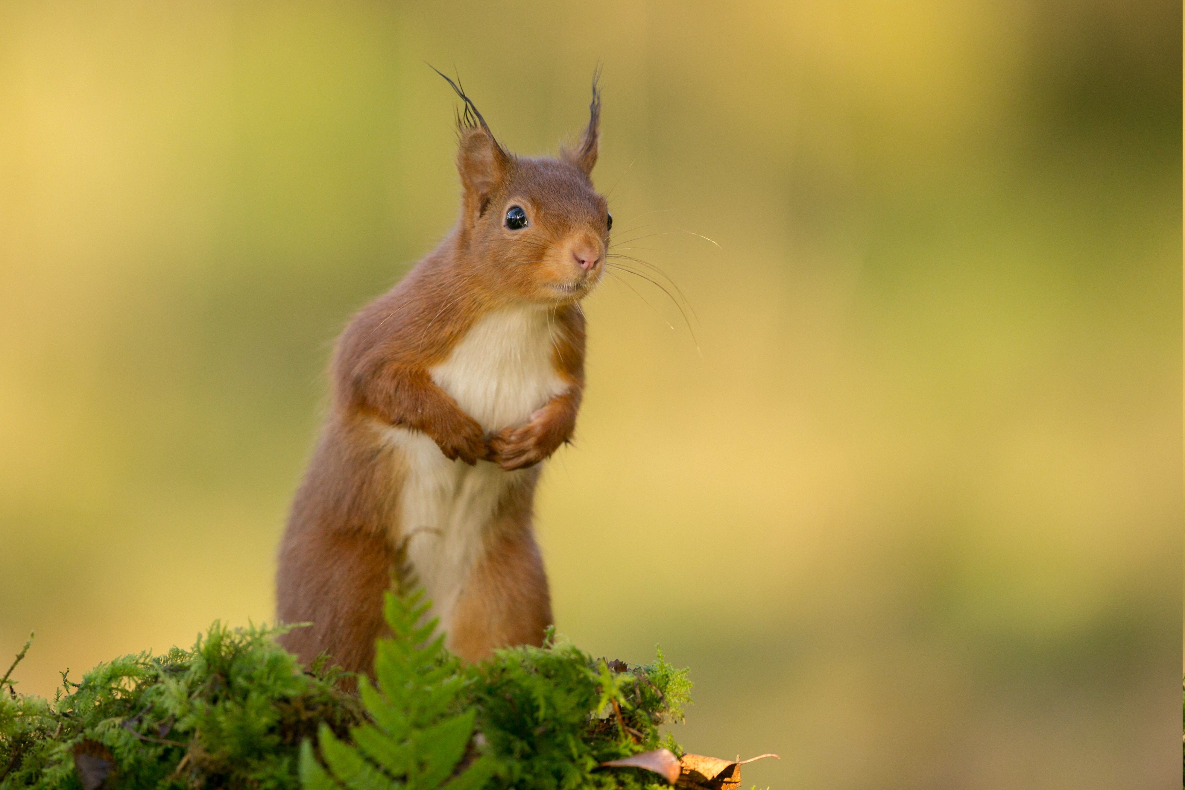 nature, Animals, Squirrel Wallpaper HD / Desktop and Mobile