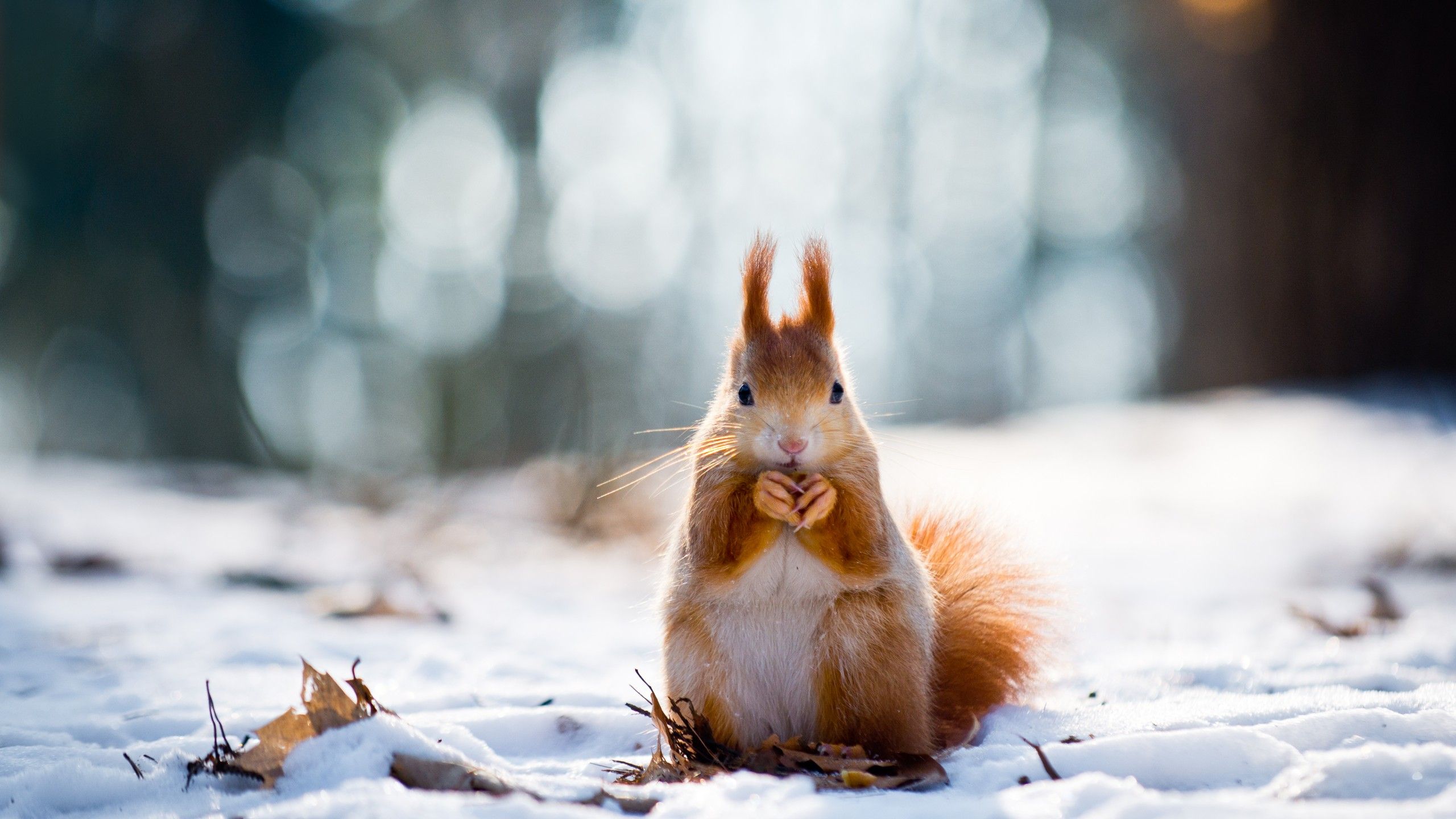 Wallpaper squirrel, cute animals, snow, winter, 4k, Animals