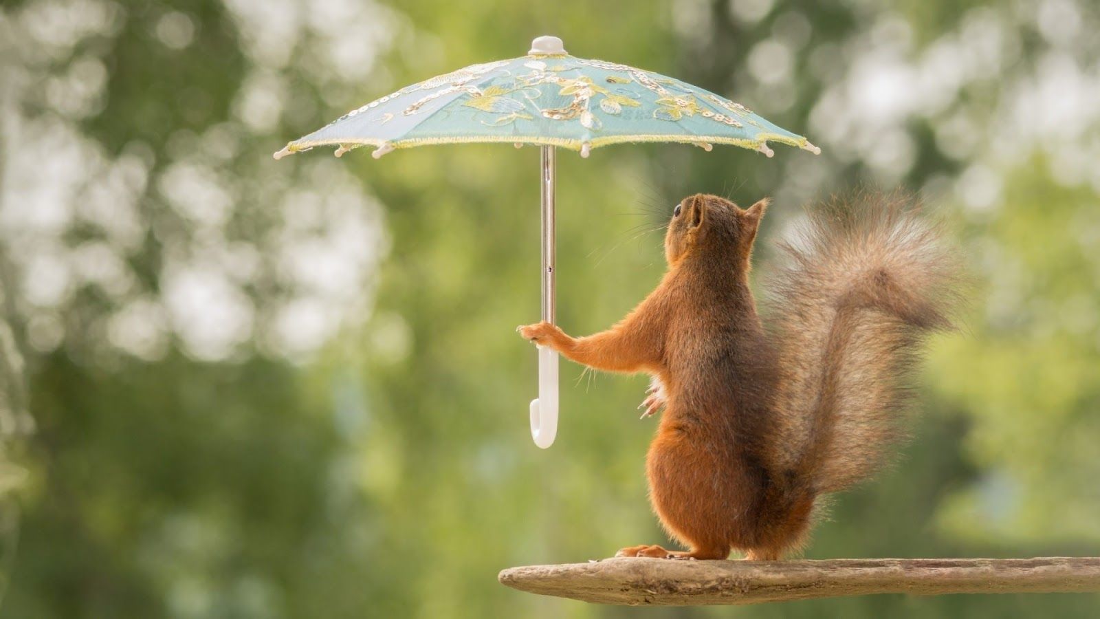 Wallpaper HD: Funny Squirrel with Umbrella Funny Wallpaper