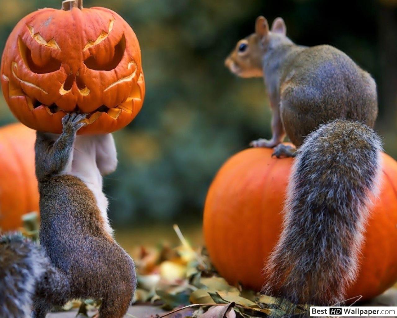 Halloween squirrel HD wallpaper download