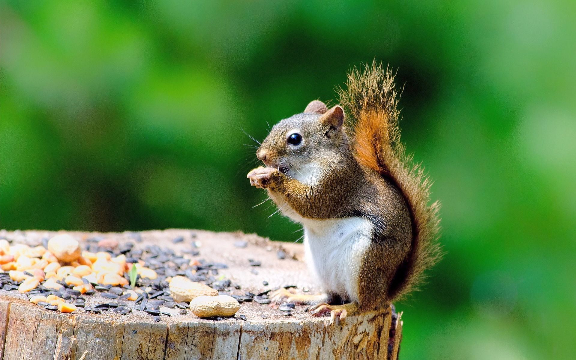 Animal Close Up, Cute Squirrel HD Wallpaper
