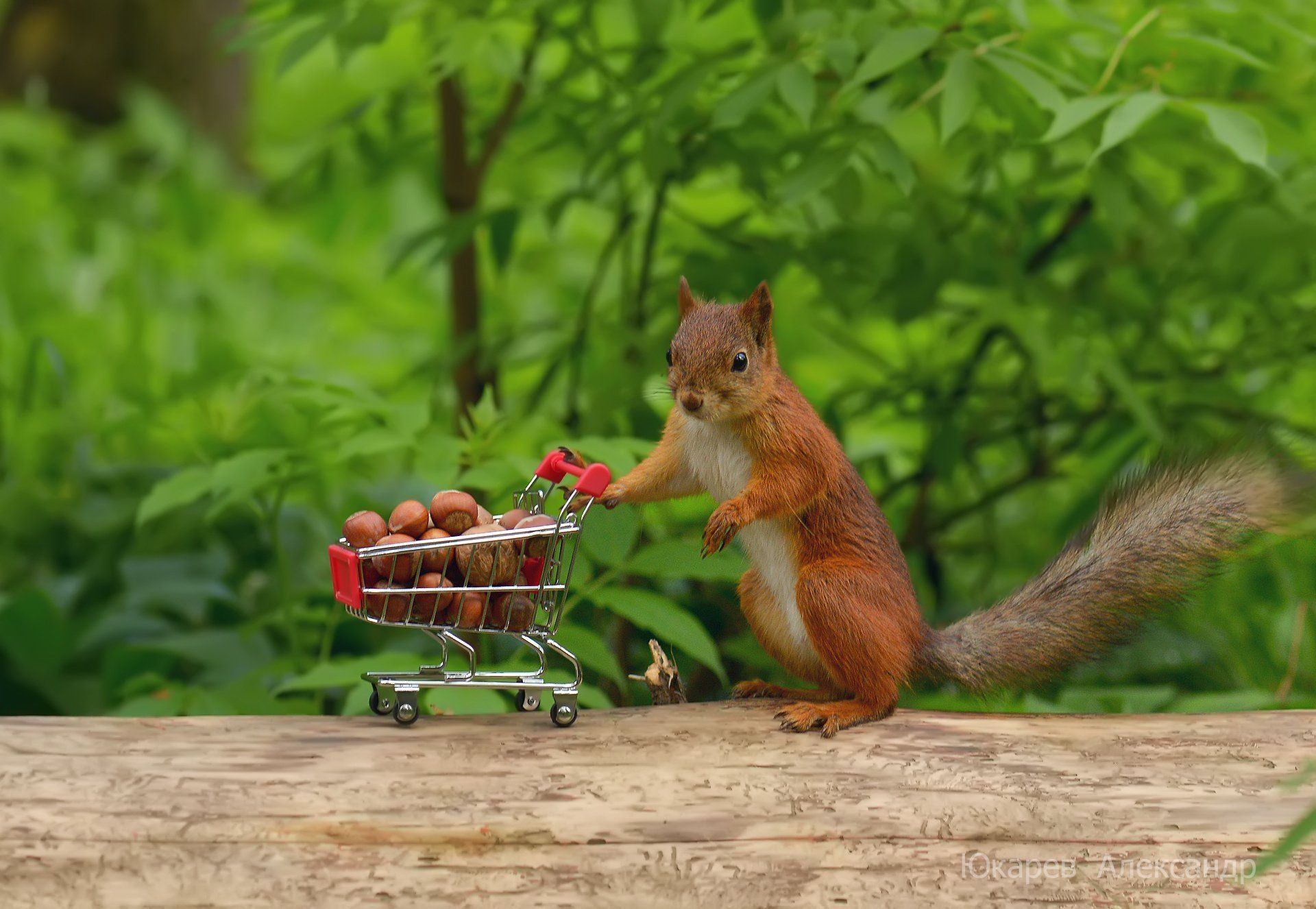 squirrel, Humor, Funny Wallpaper HD / Desktop and Mobile Background