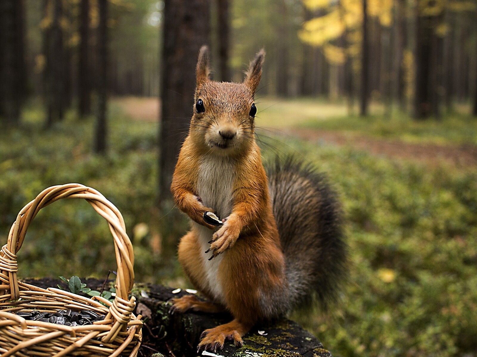 Squirrel Shopping Summer 1600x1200 Resolution HD 4k