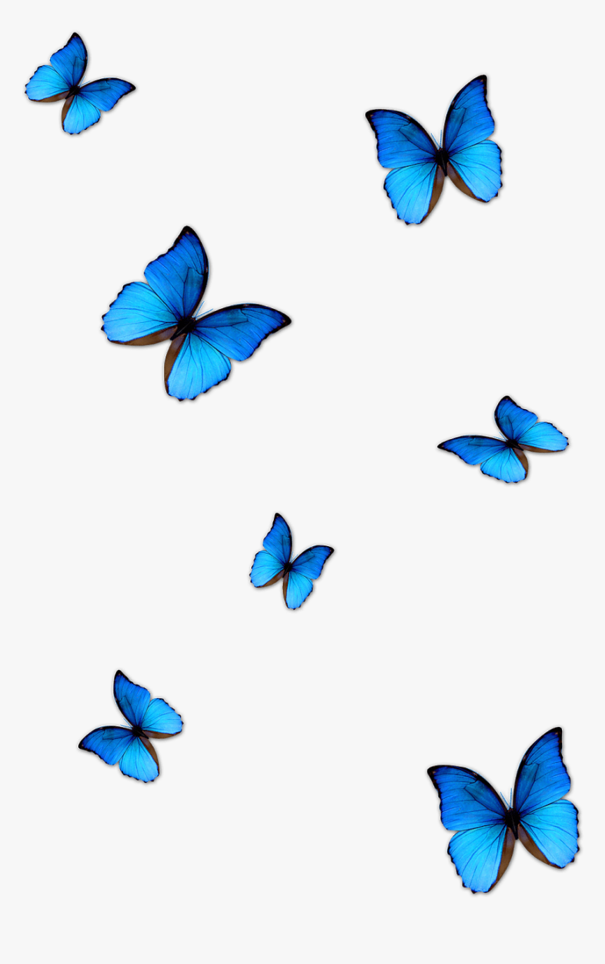 Butterfly Png For Editing, Transparent Png