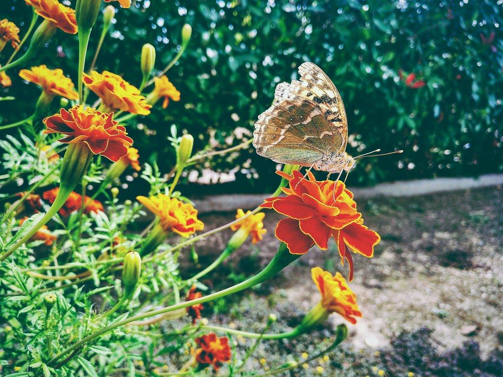 summer butterfly. Processed with VSCO with preset. Ana Arnay