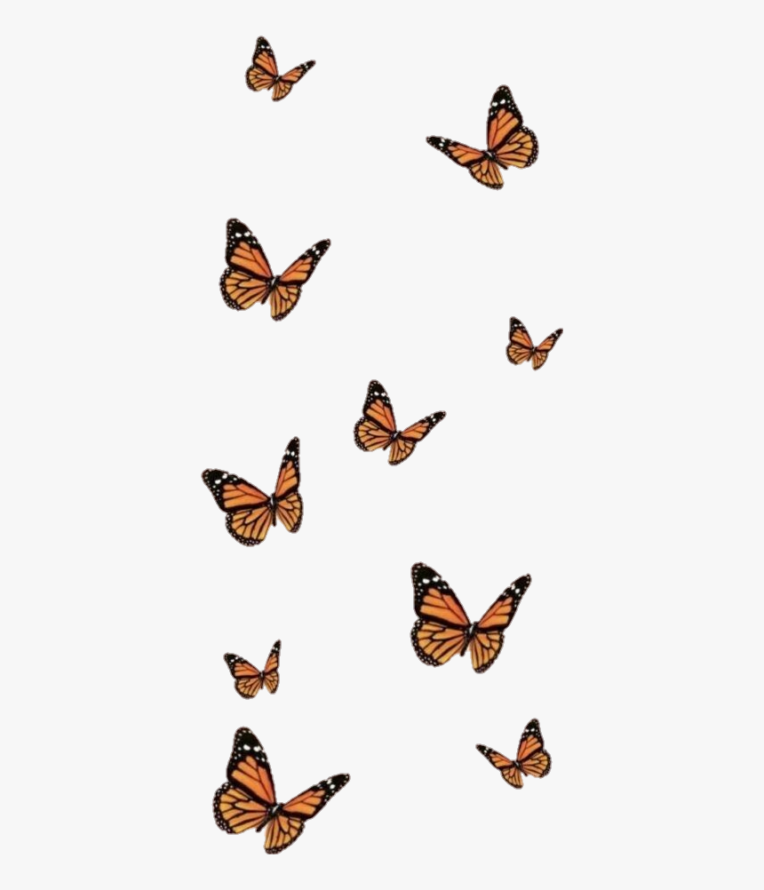 Butterfly Wallpaper Aesthetic, HD Png Download, Transparent Png