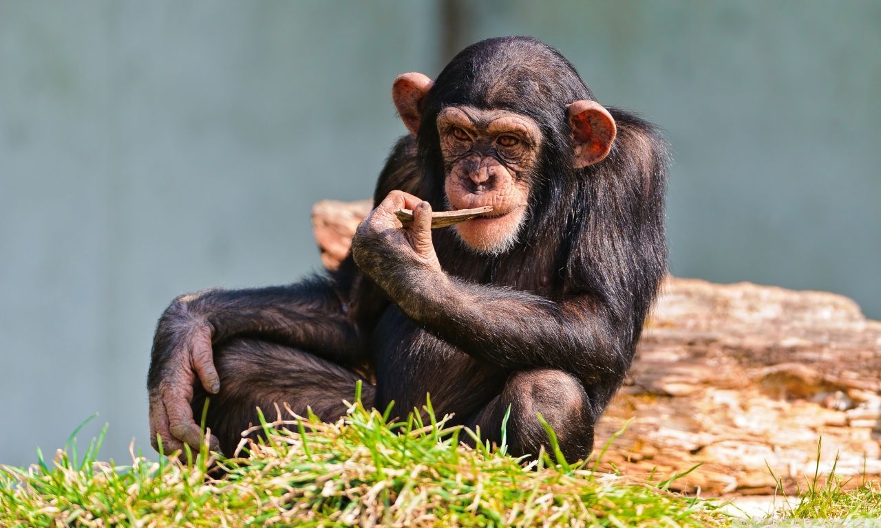 Download Thinking Chimp HD Wallpaper. Chimpanzee, Chimp, Animals