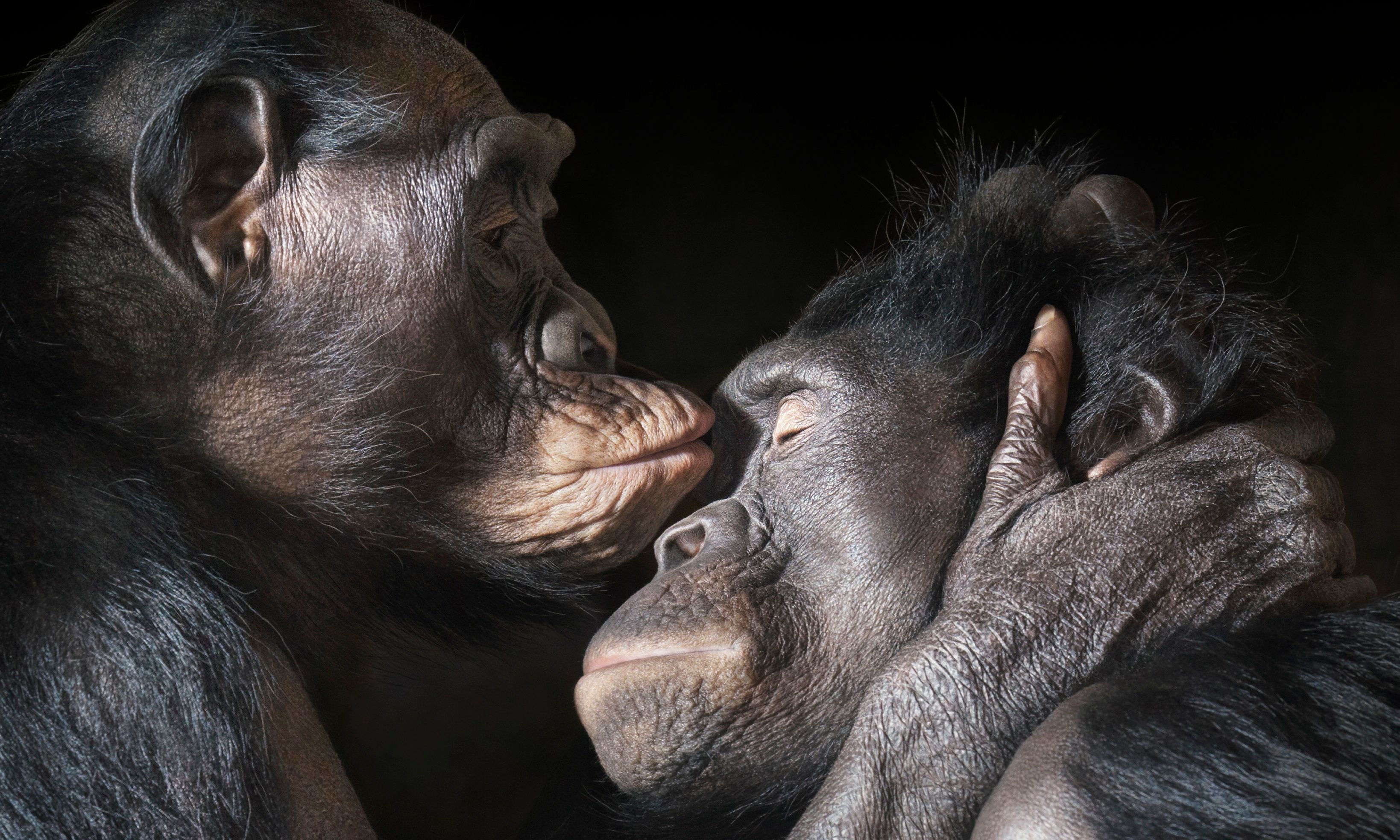 Affectionate Chimpanzees HD Wallpaper. Background Image