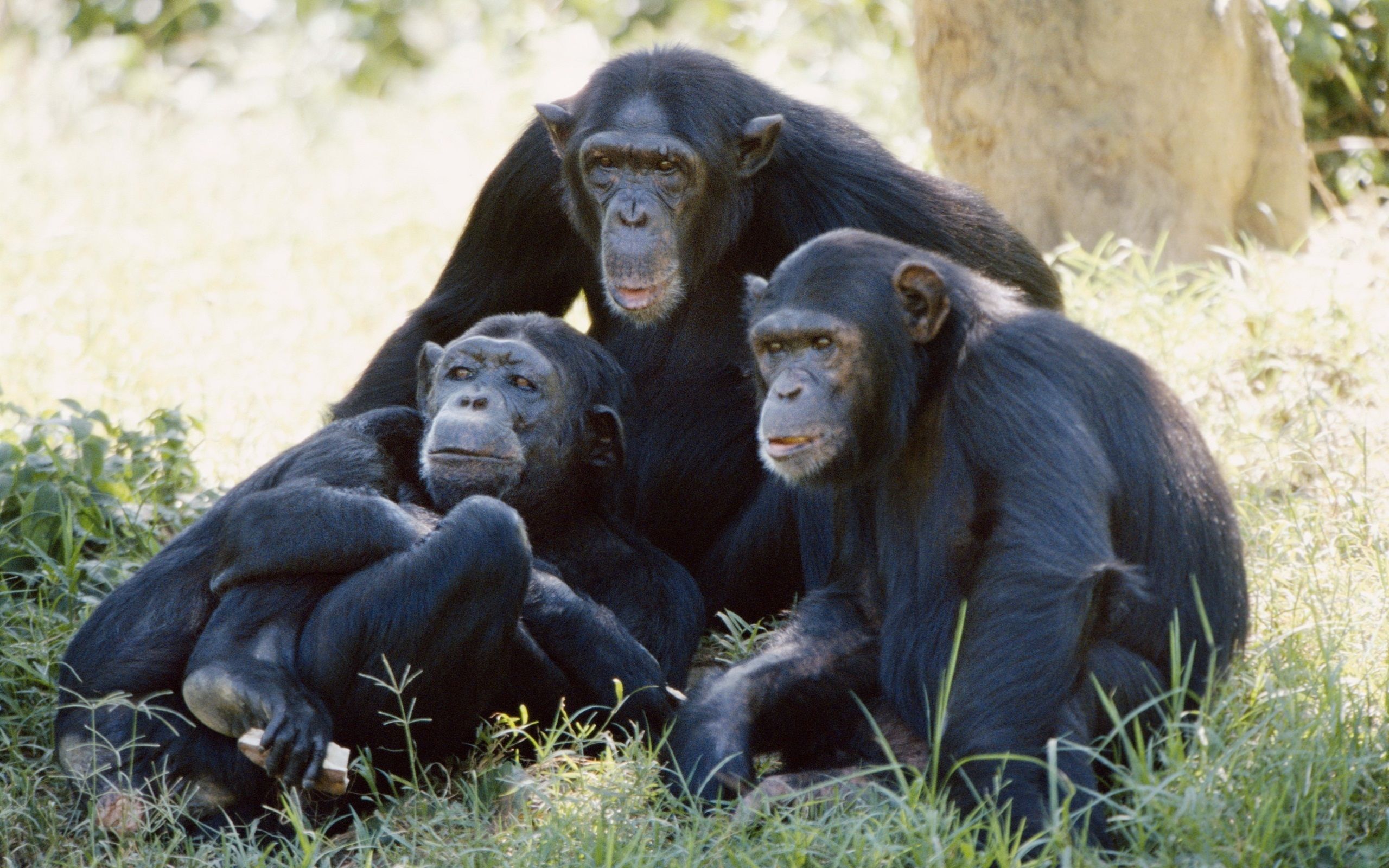 Chimpanzee HD wallpaper wallpaper. Chimpanzee, Jungle animals