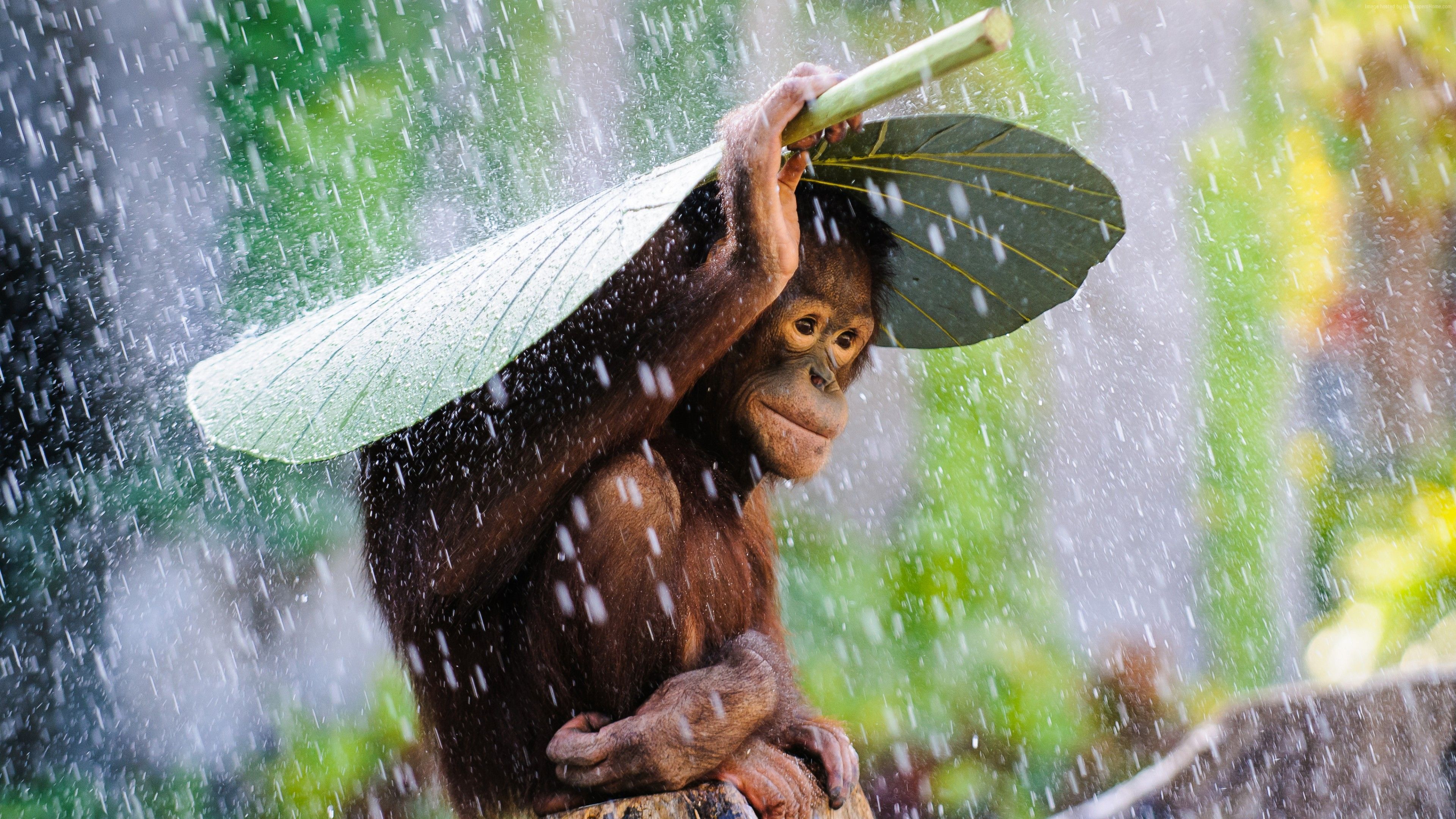 Wallpaper Chimpanzee, Congo River, tourism, banana, leaves, rain, monkey, nature, animal, green, Animals Wallpaper Download Resolution 4K Wallpaper