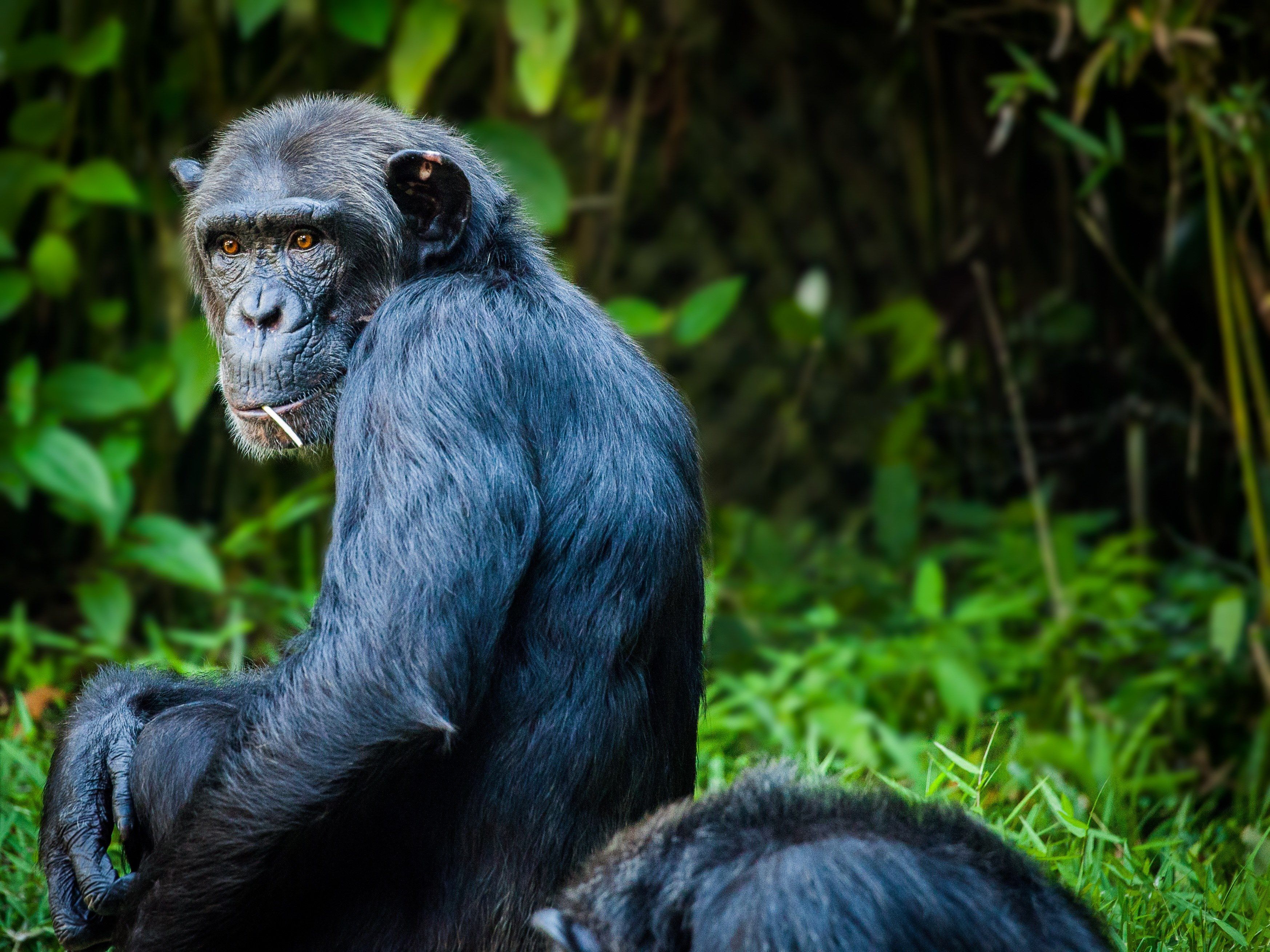chimpanzee #monkey #ape #view wallpaper and background