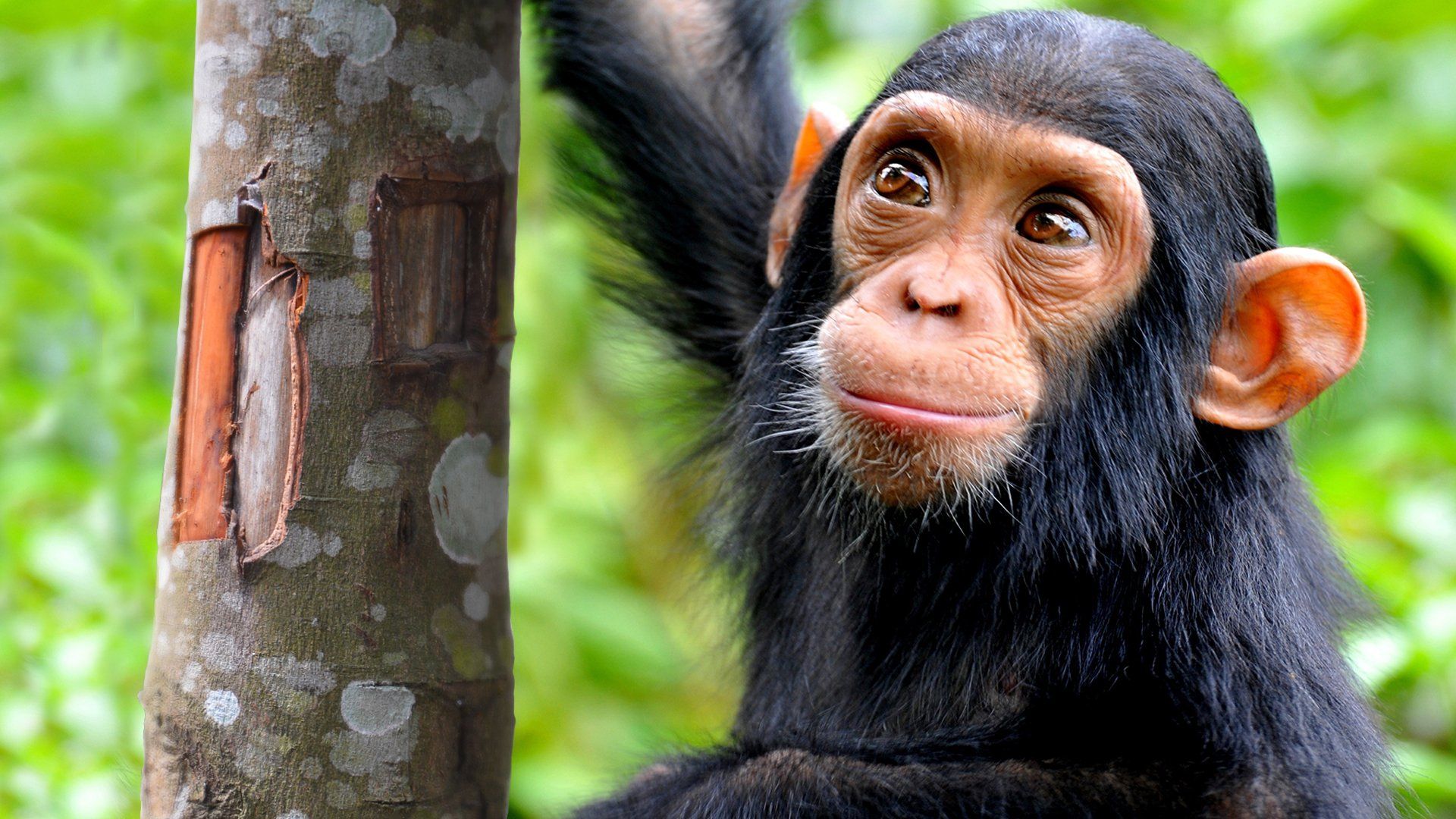 Humans are Driving Chimpanzee Culture Out of Existence