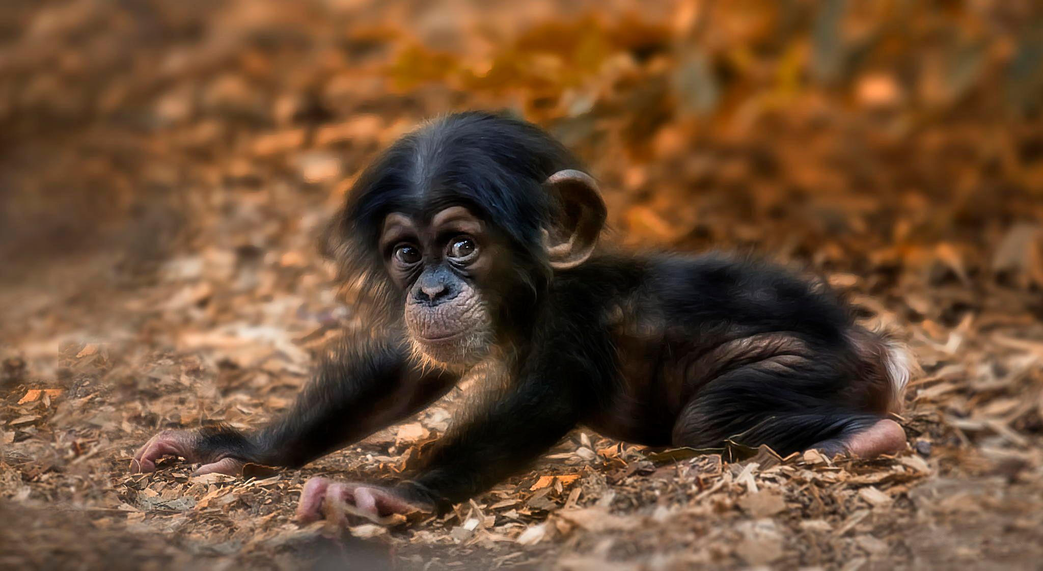 Cute Baby Chimpanzee HD Wallpaper. Background Imagex1121