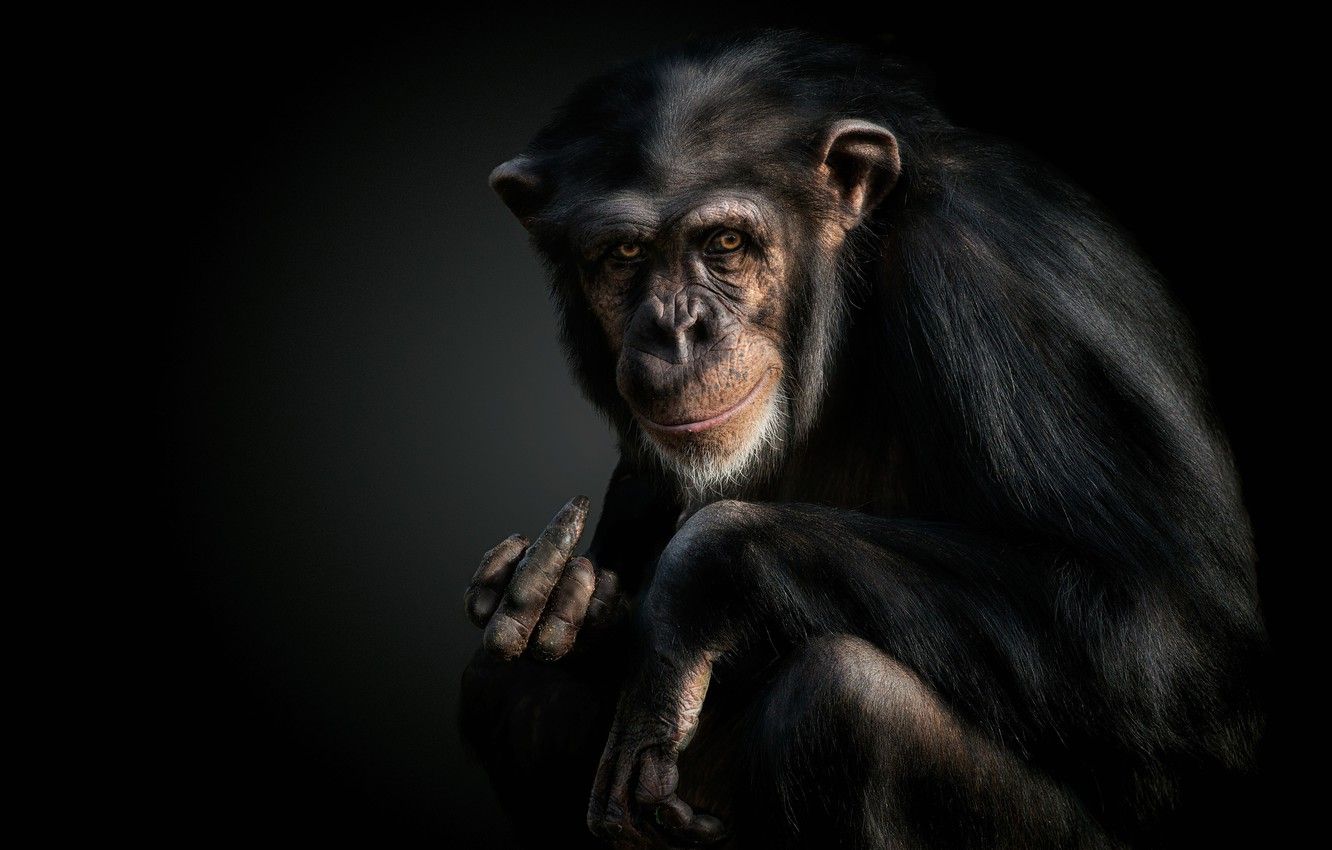 Wallpaper monkey, gesture, chimpanzees image for desktop, section