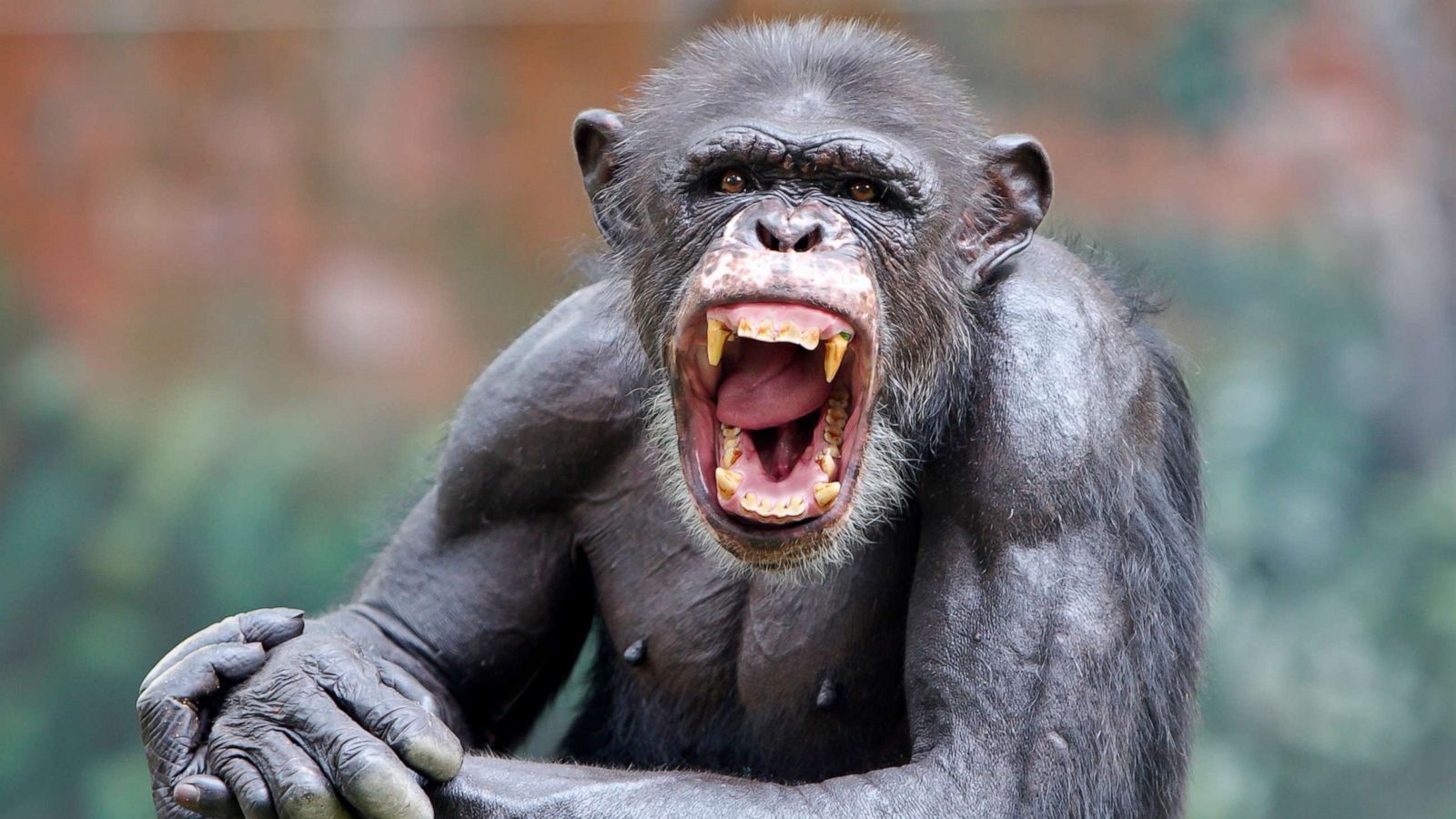 Chimpanzee on the loose in Texas, harassing people and dogs