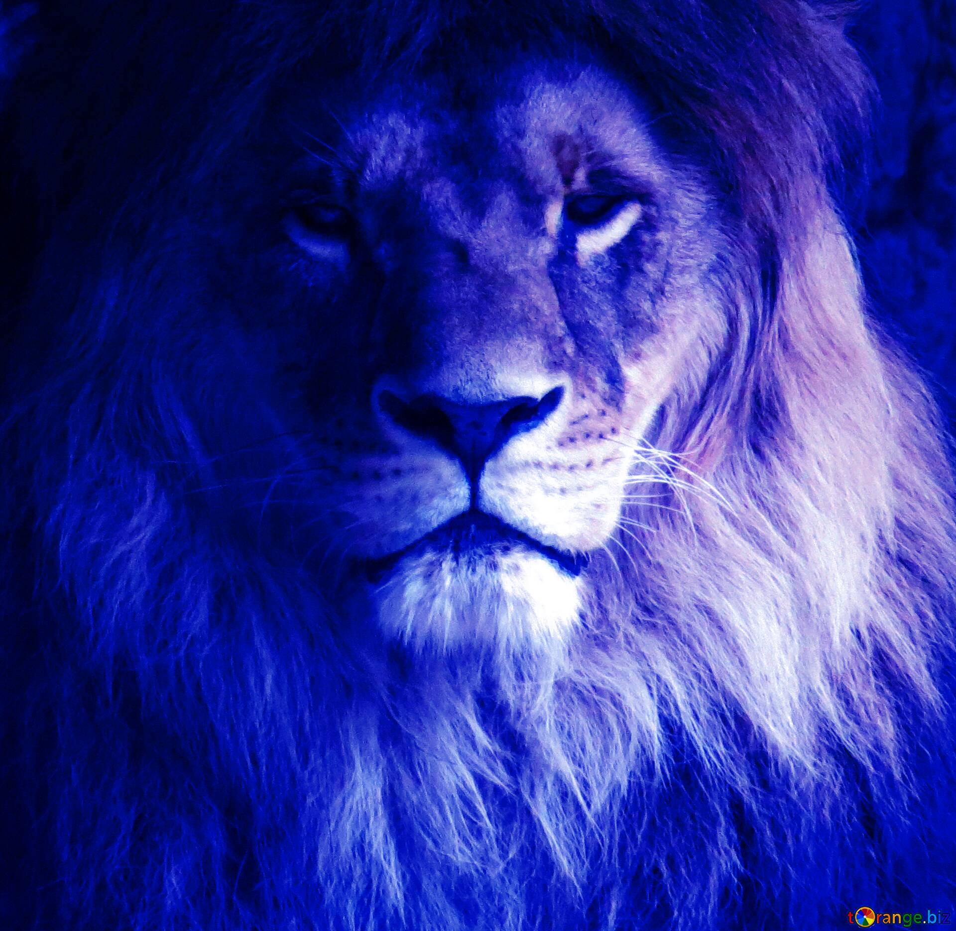 Wild Lion Company Logo