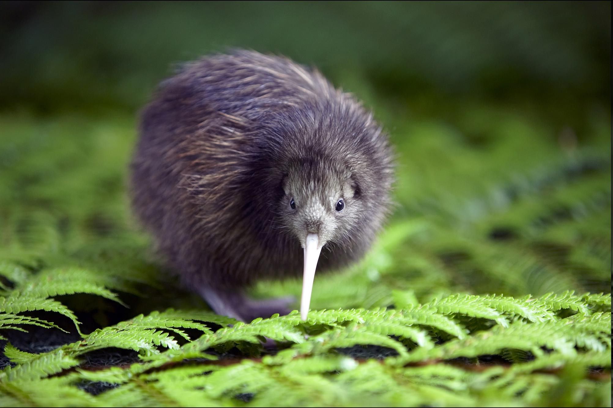 kiwi (animal), Animals, Birds, Ferns Wallpaper HD / Desktop