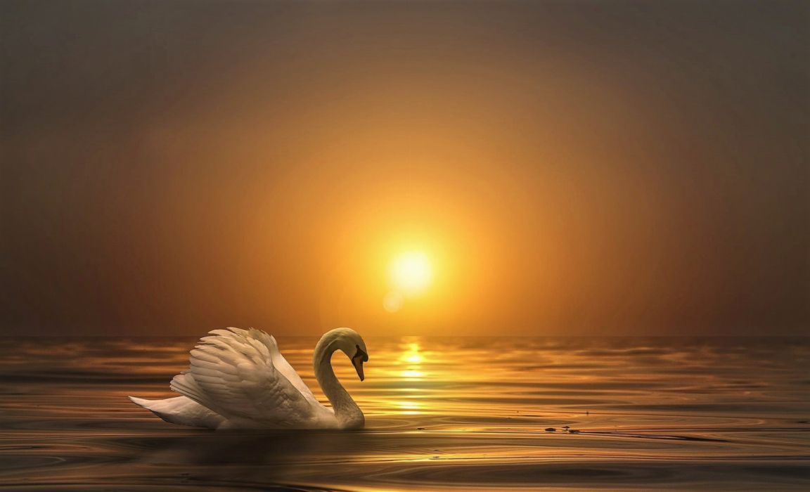 Animal Mute Swan Sunset Swan wallpaperx1207