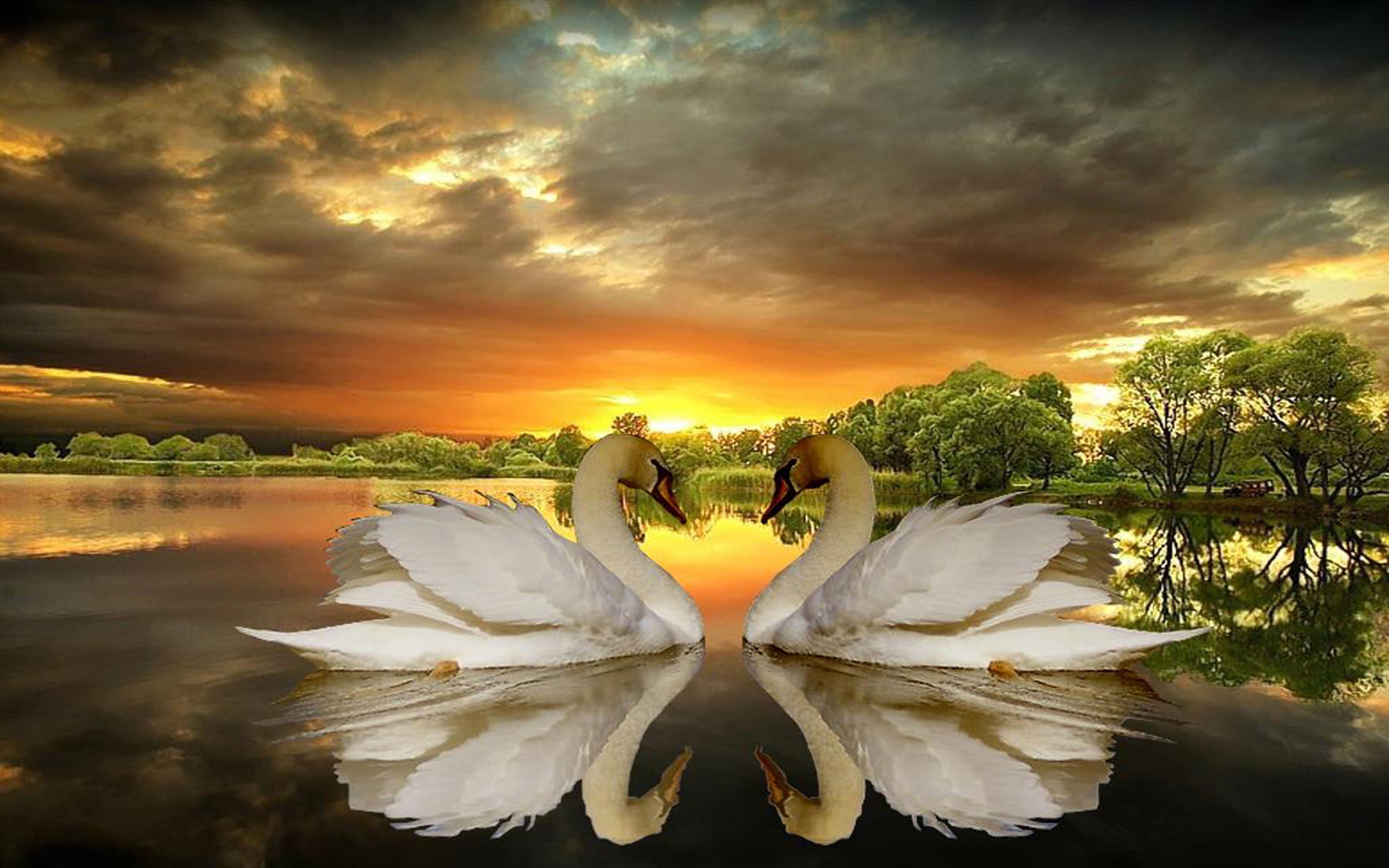 Love Of Swans, Lake, Trees, Dark Clouds, Sunset Desktop Wallpaper