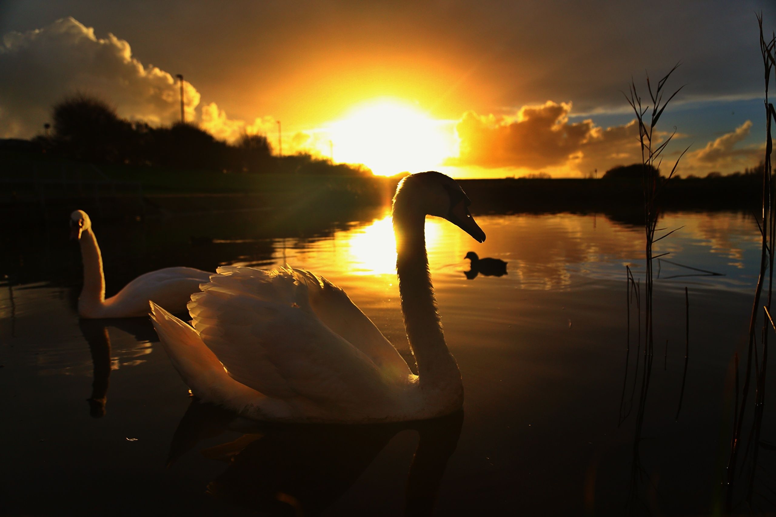 Wallpaper Swans Two Lake Sunrises and sunsets Animals 1920x1280