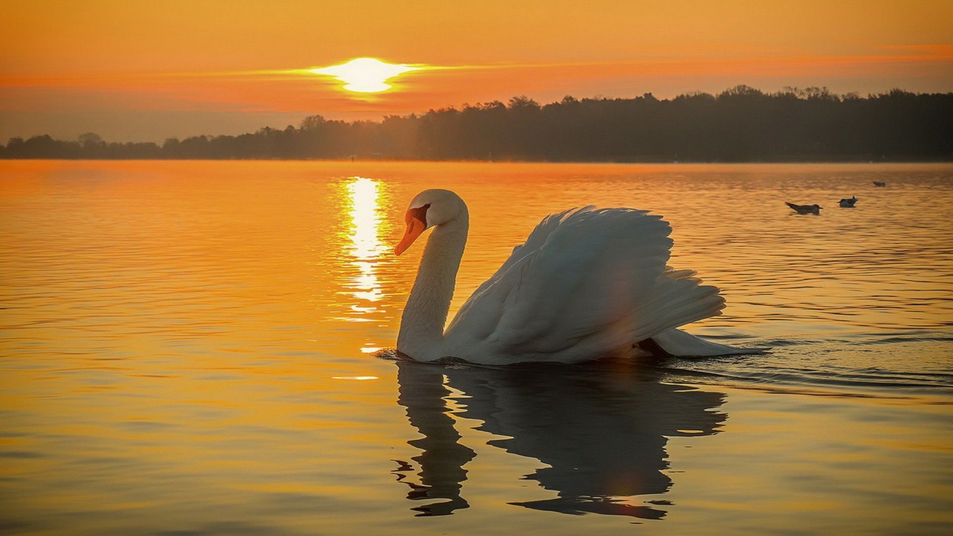 Swan Bird Lake Beautiful Sunset Wallpaper HD, Wallpaper13.com