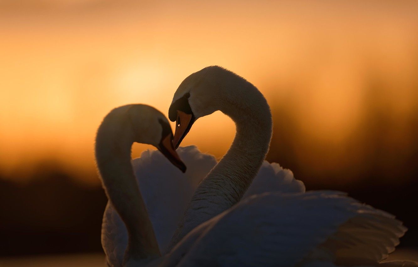Wallpaper love, sunset, birds, pair, a couple, swans image