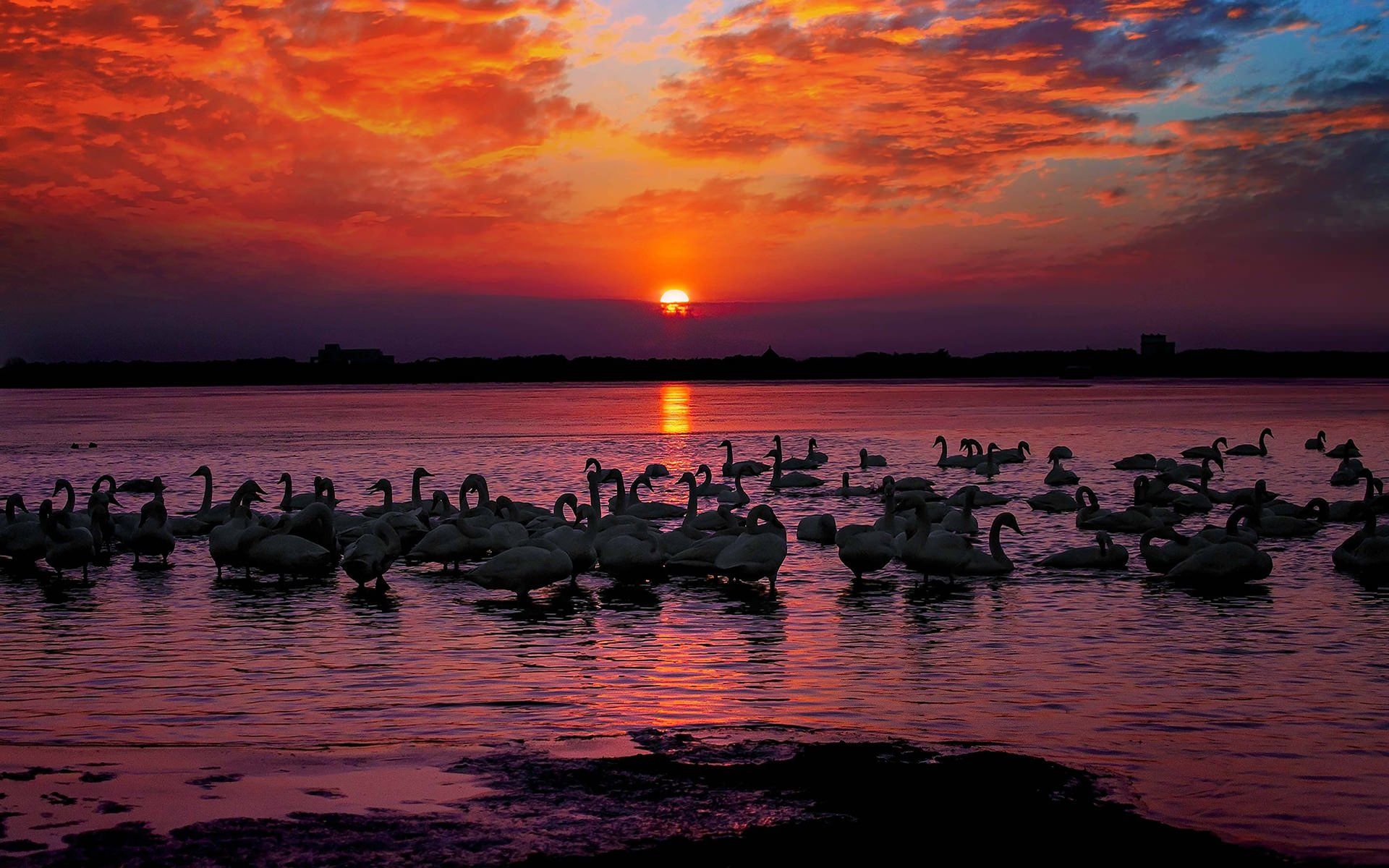 Swans on Sunset Lake HD Wallpaper. Background Imagex1200