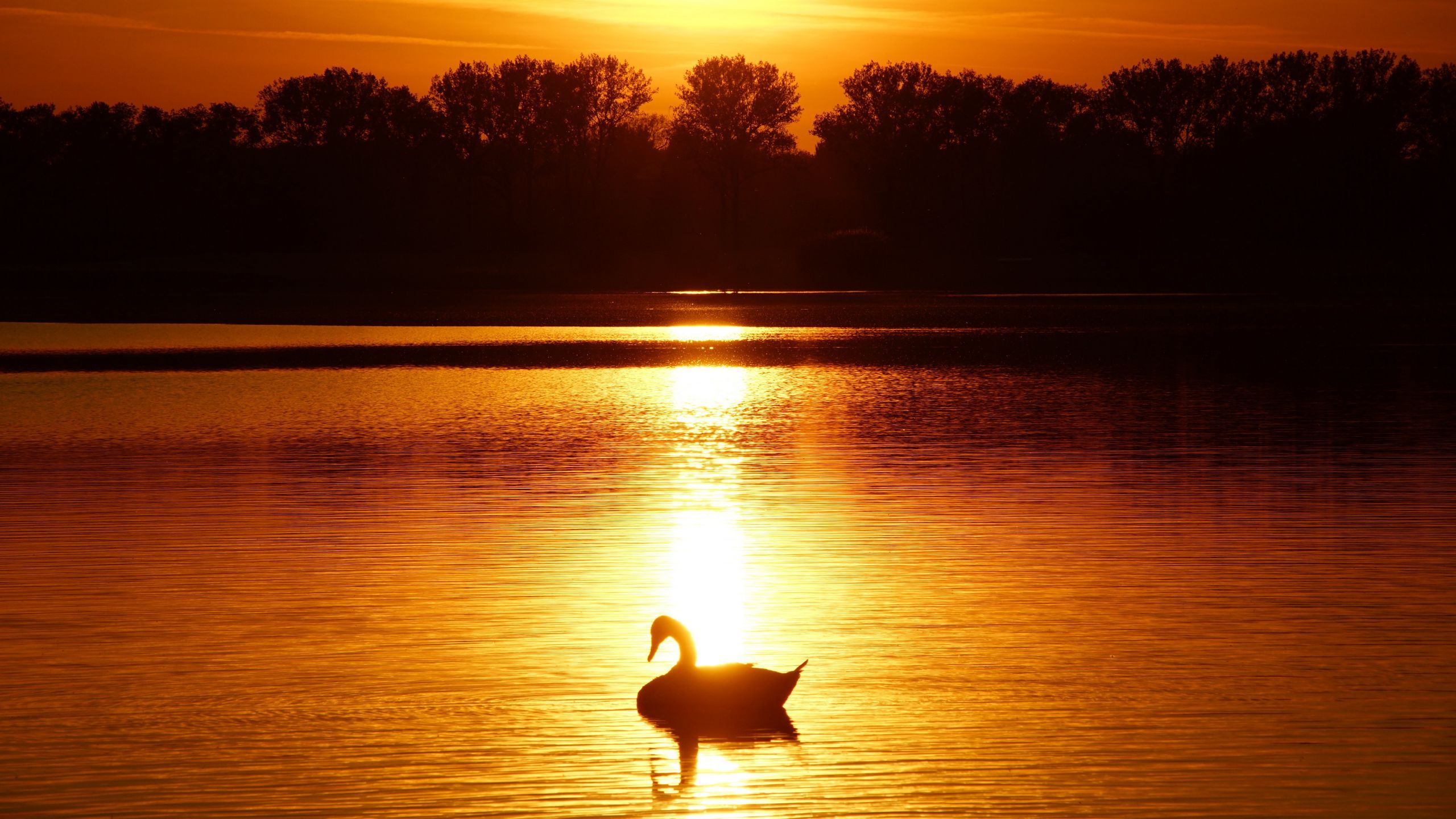 Download wallpaper 2560x1440 swan, sunset, pond, trees, horizon