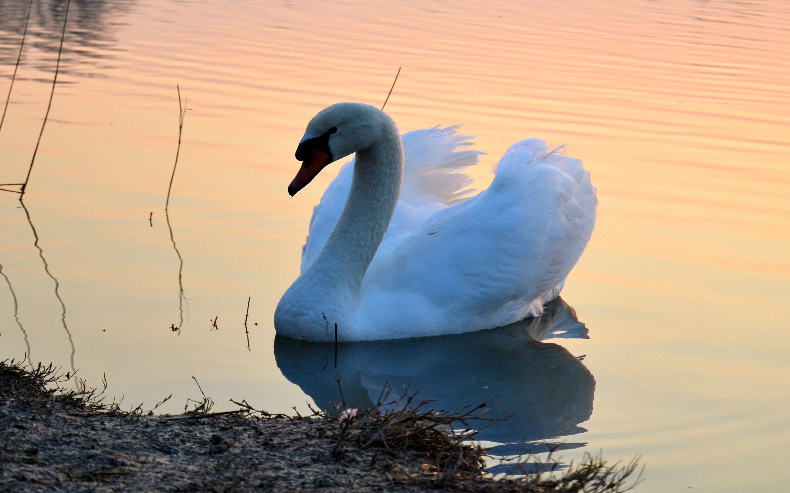 Download wallpaper 2560x1600 swan, lake, sunset, bird HD background