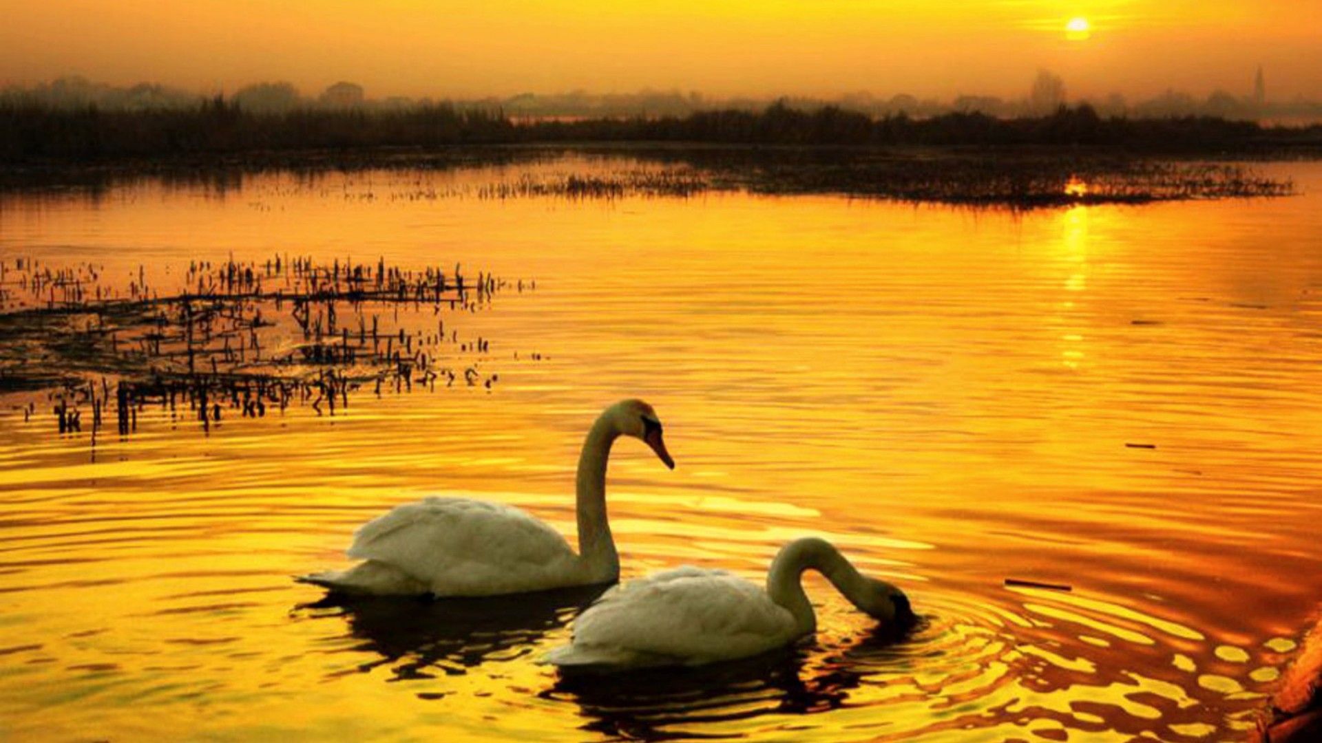 Swan Lake Sunset Blackout Wallpaper HD For Desktop, Wallpaper13.com