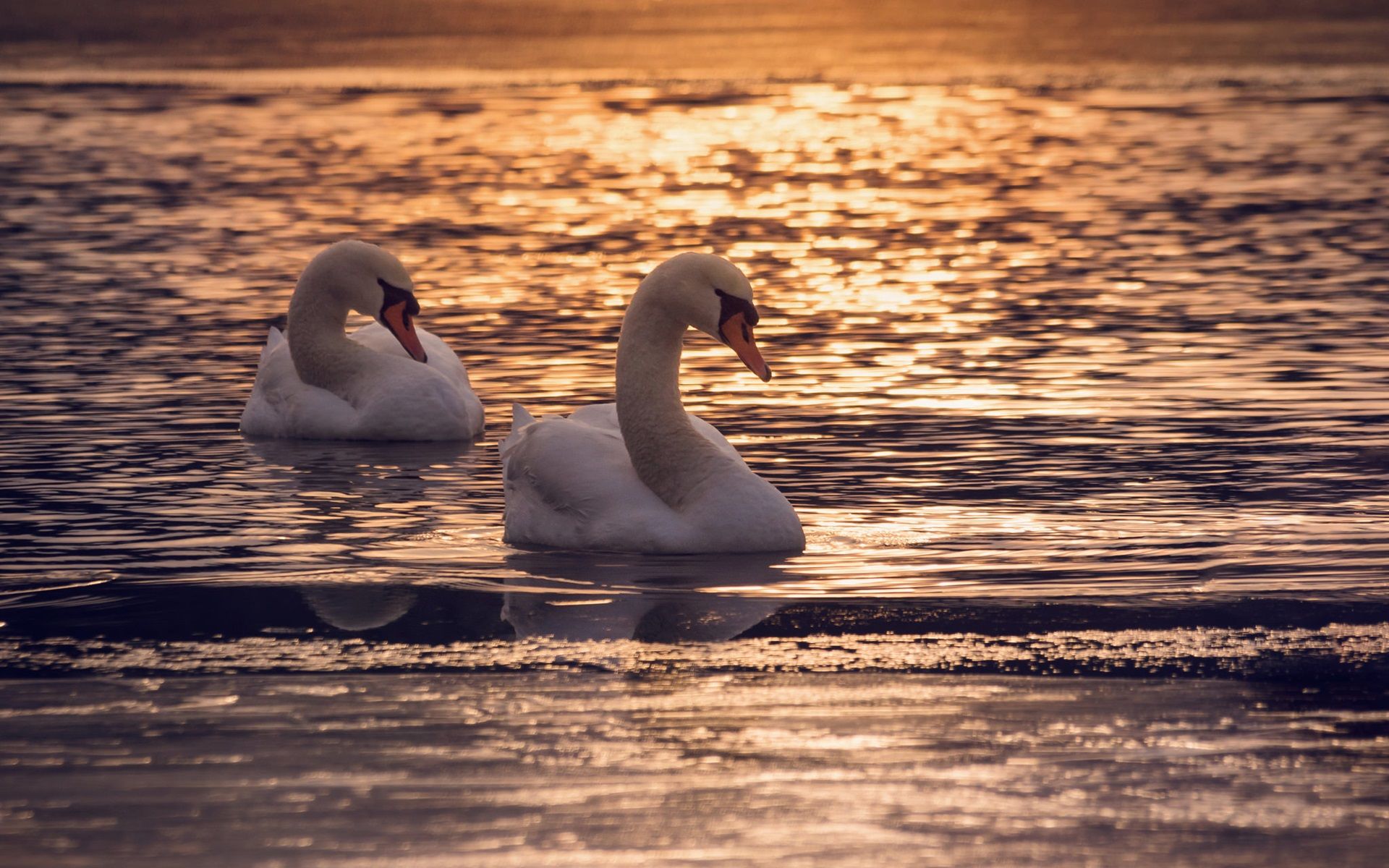 Wallpaper Two swans in water, lake, sunset 1920x1200 HD Picture, Image