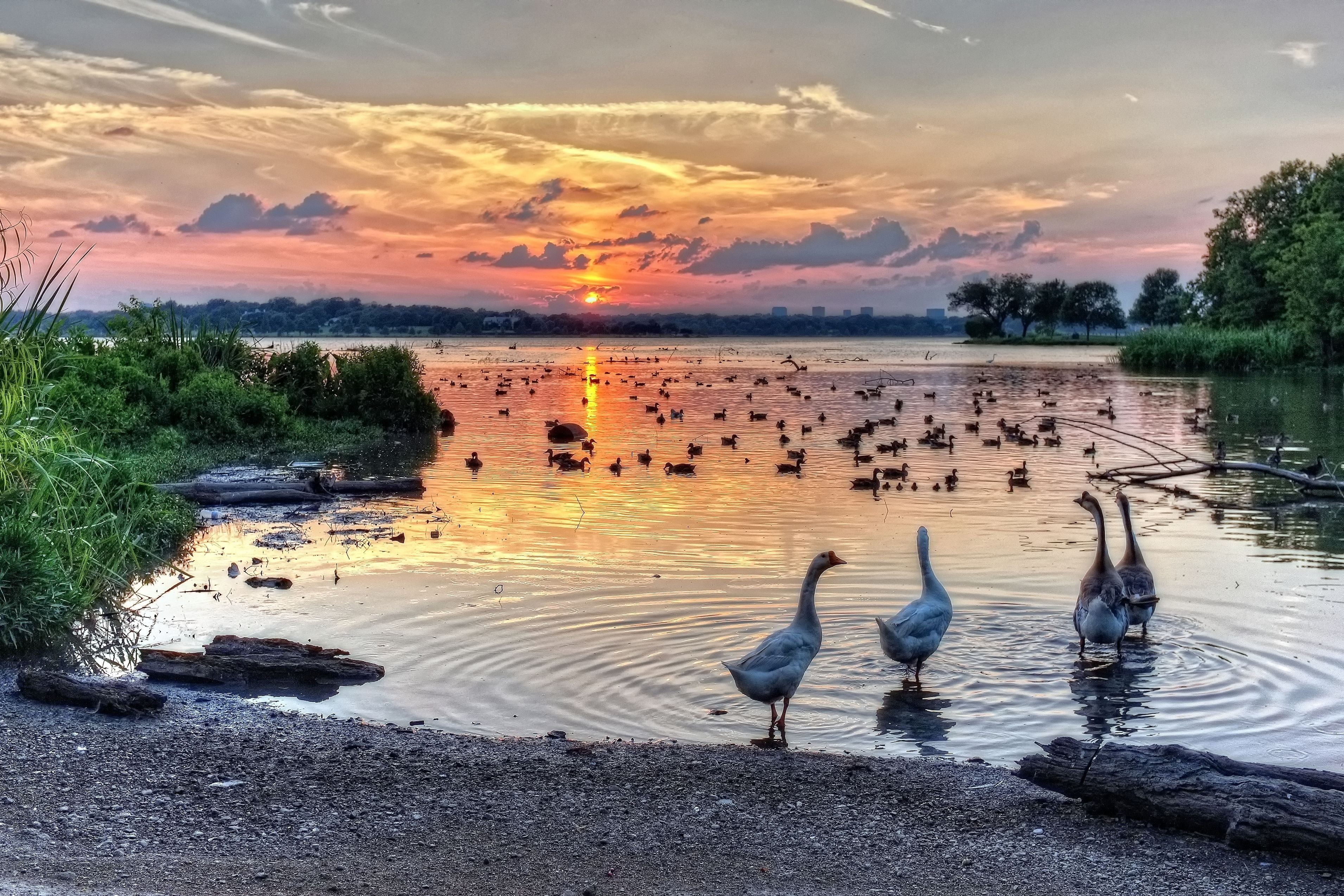 Texas hdr sunset sunrise bird swan swans White Rock Lake wallpaper