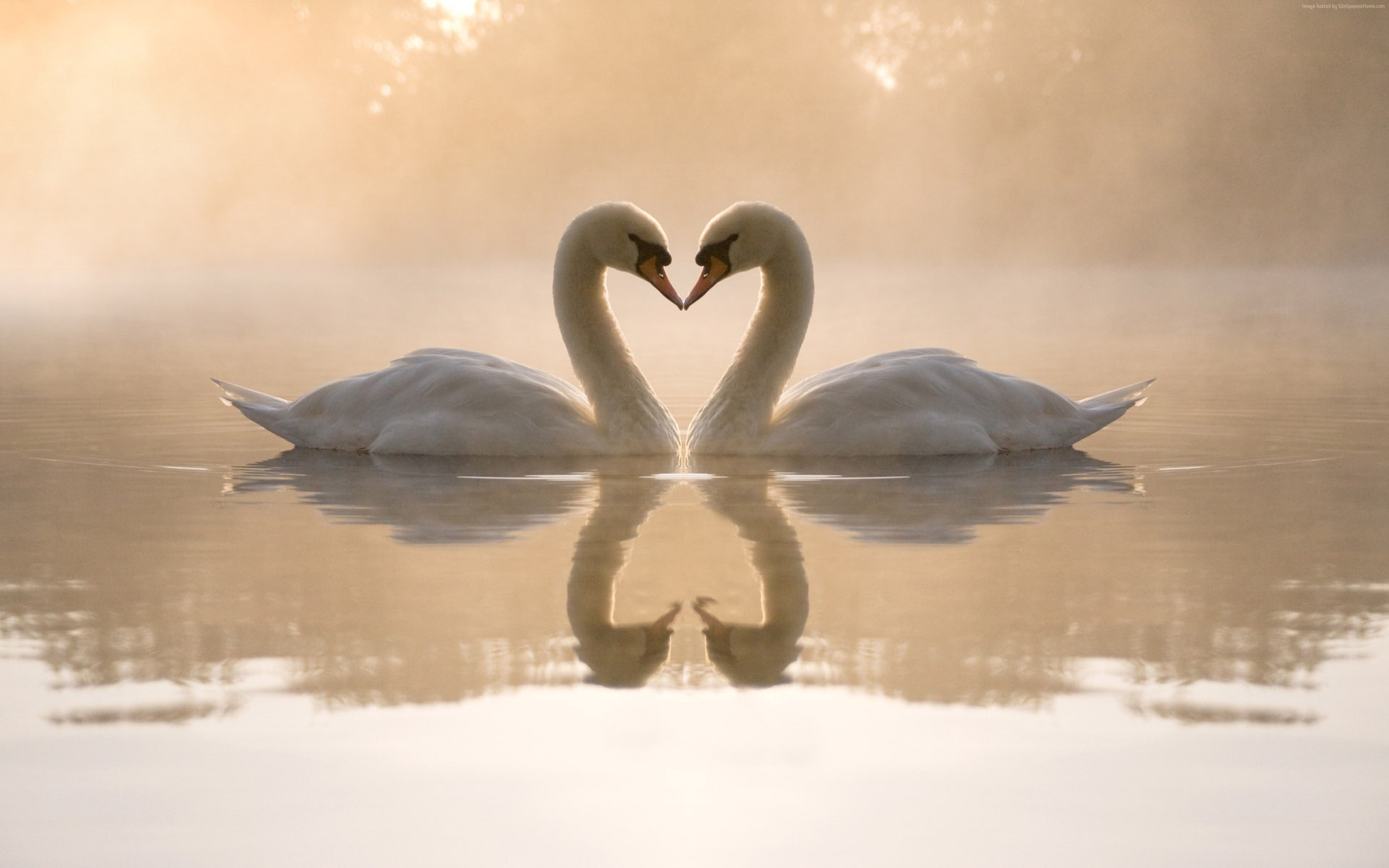 Wallpaper love image, swan, couple, lake, 4k, Animals Wallpaper