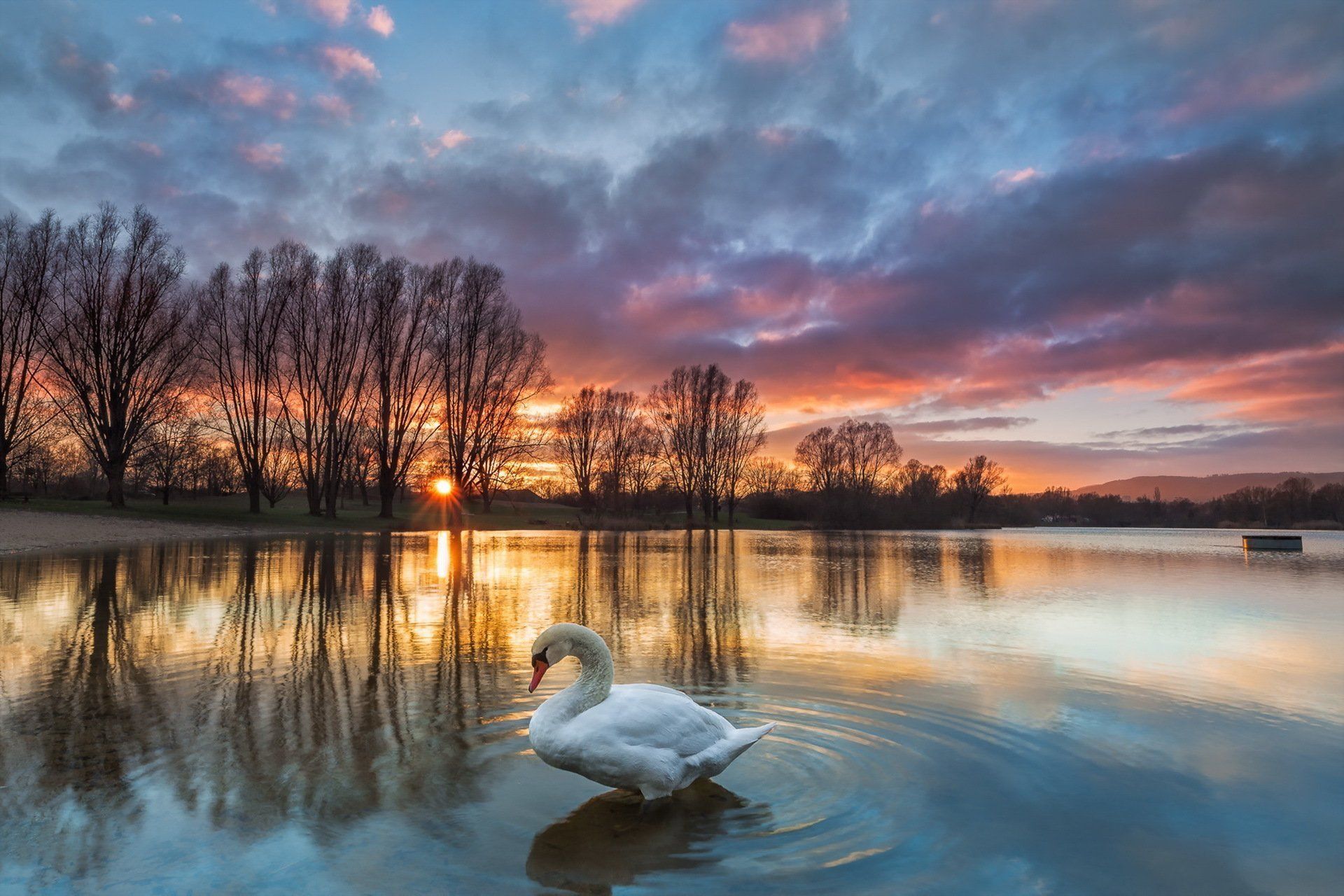 lake sunset swan HD wallpaper